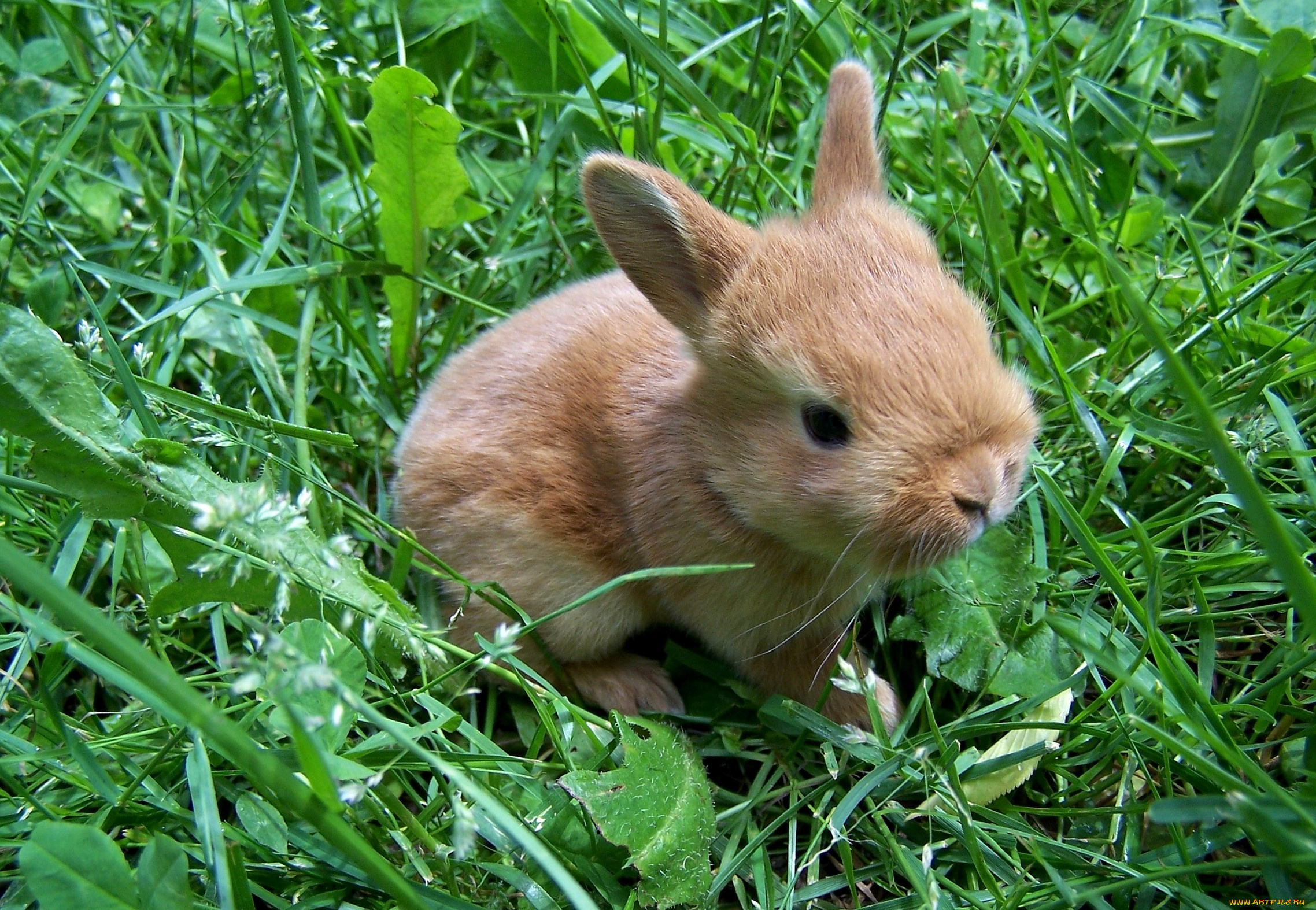 животные, кролики, зайцы, малыш, трава, уши