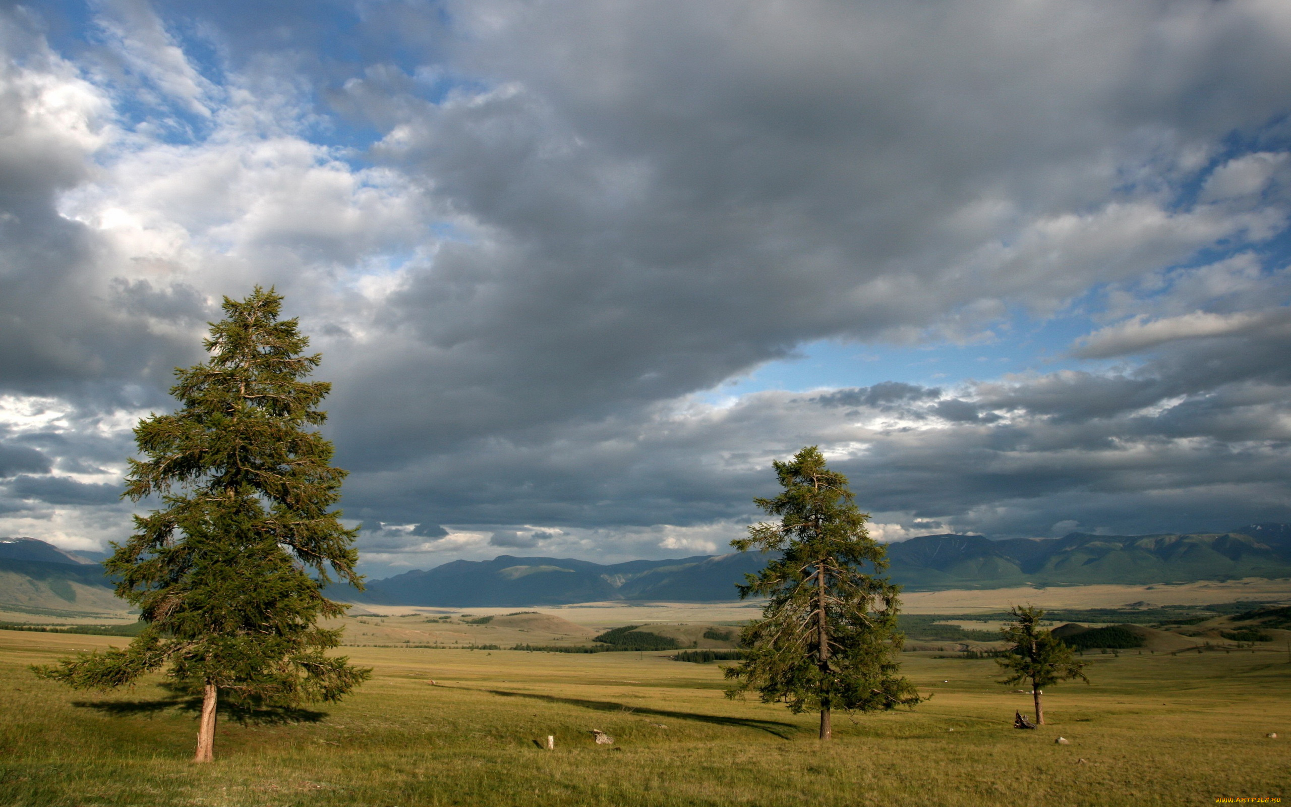 природа, деревья, пейзаж, ели, облака