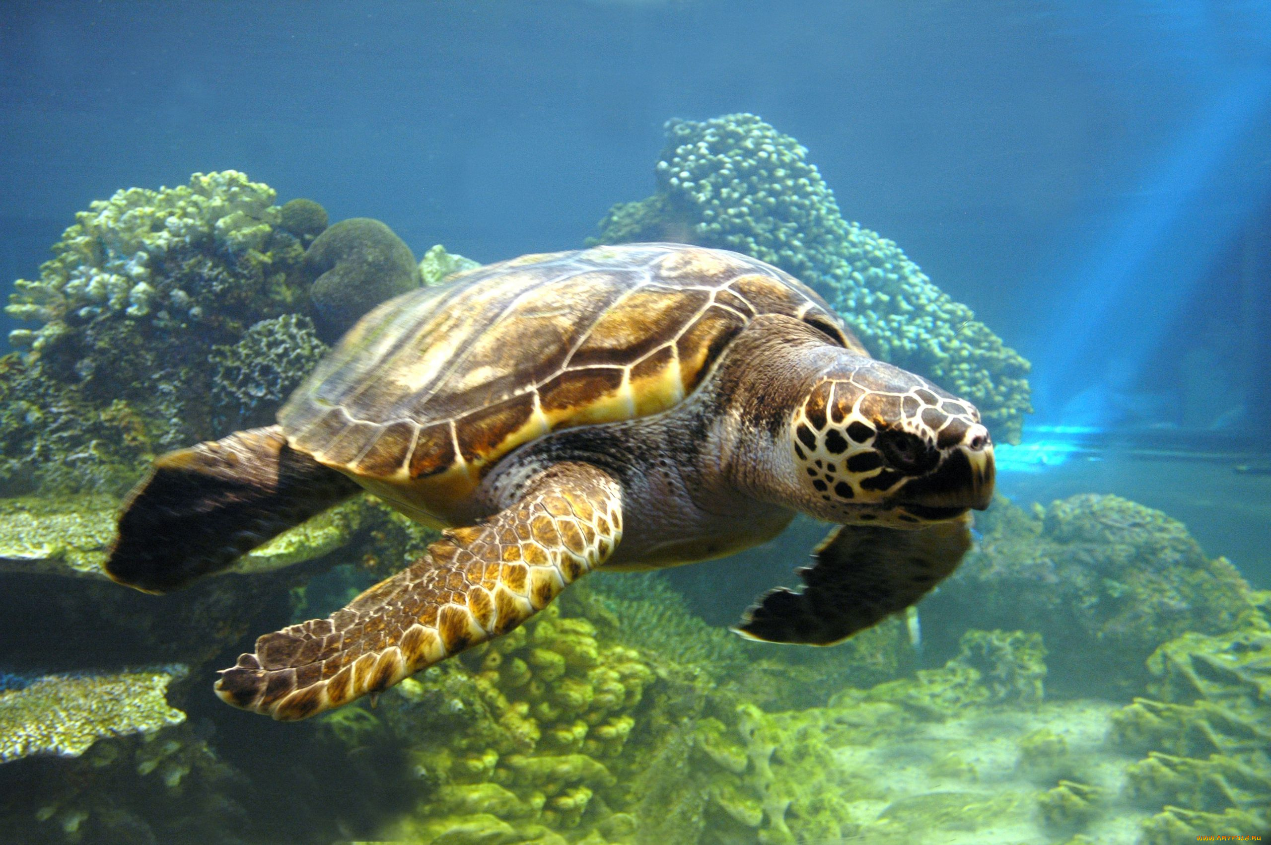 Картинка морская черепаха. Черепаха логгерхед. Черепаха Тартаруга. Нектон черепахи. Черепаха бисса.