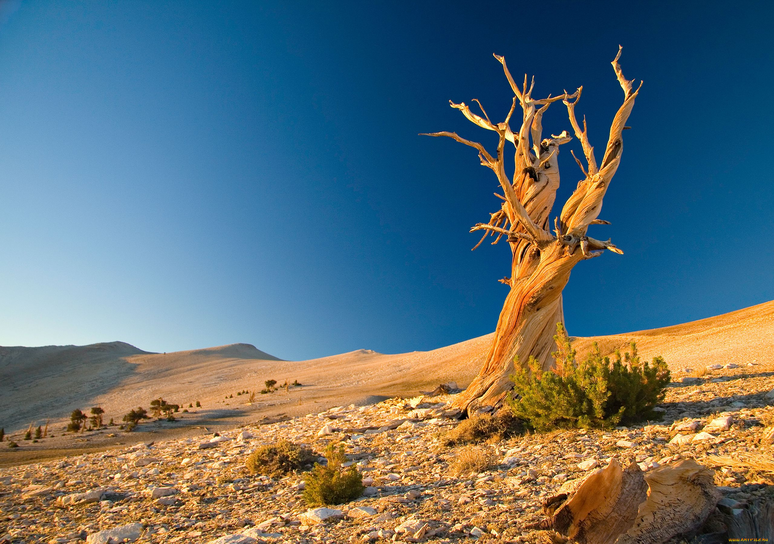 природа, пустыни, дерево