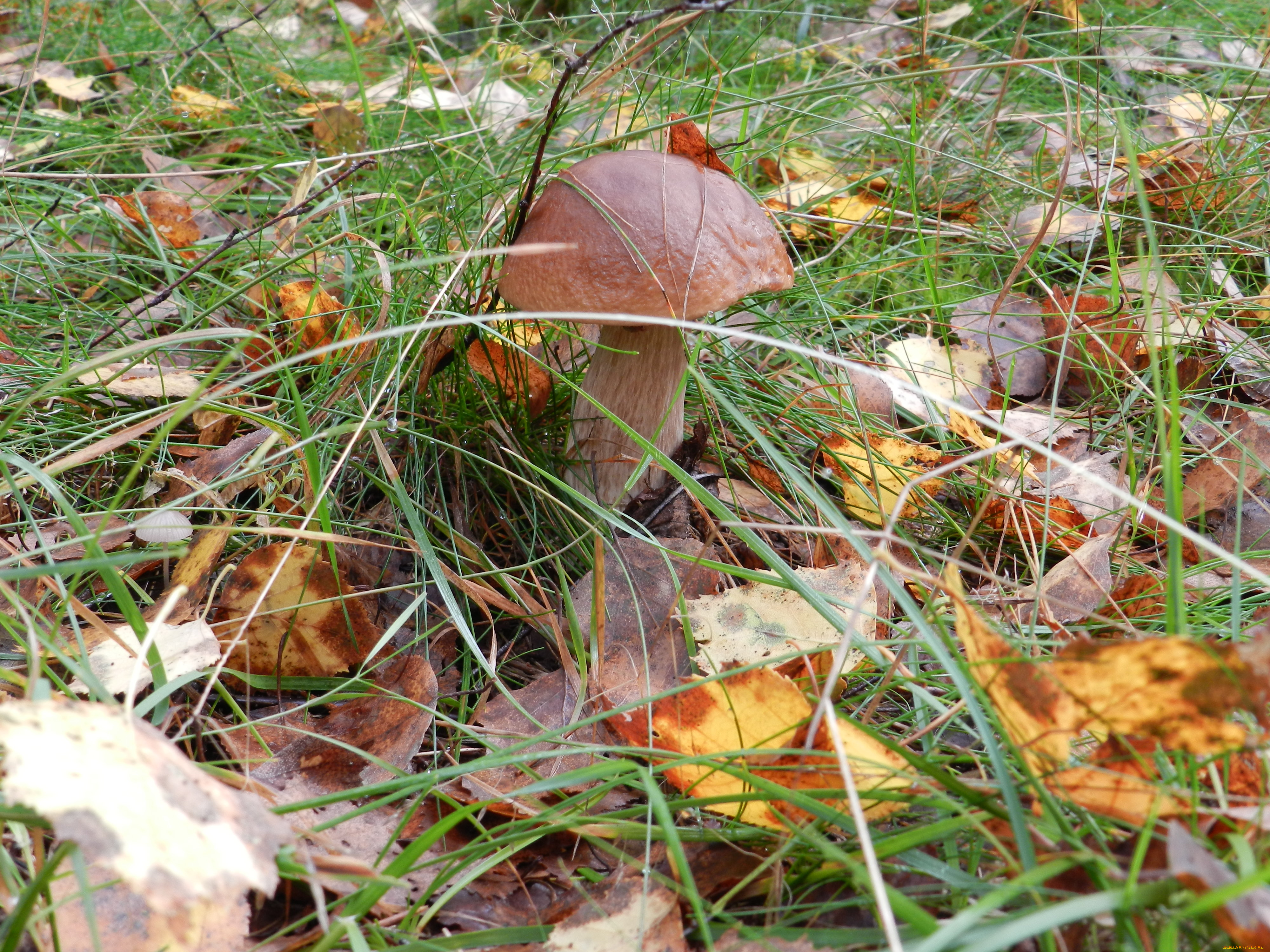 осень, природа, грибы, лес