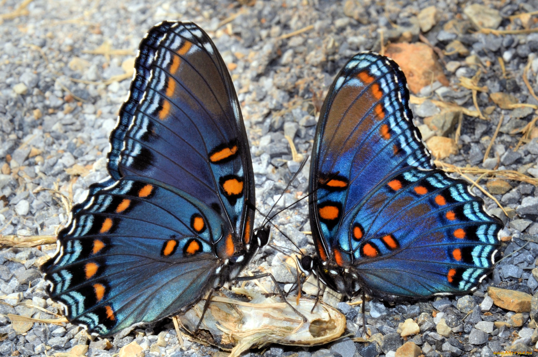 животные, бабочки, крылья, пара, синий