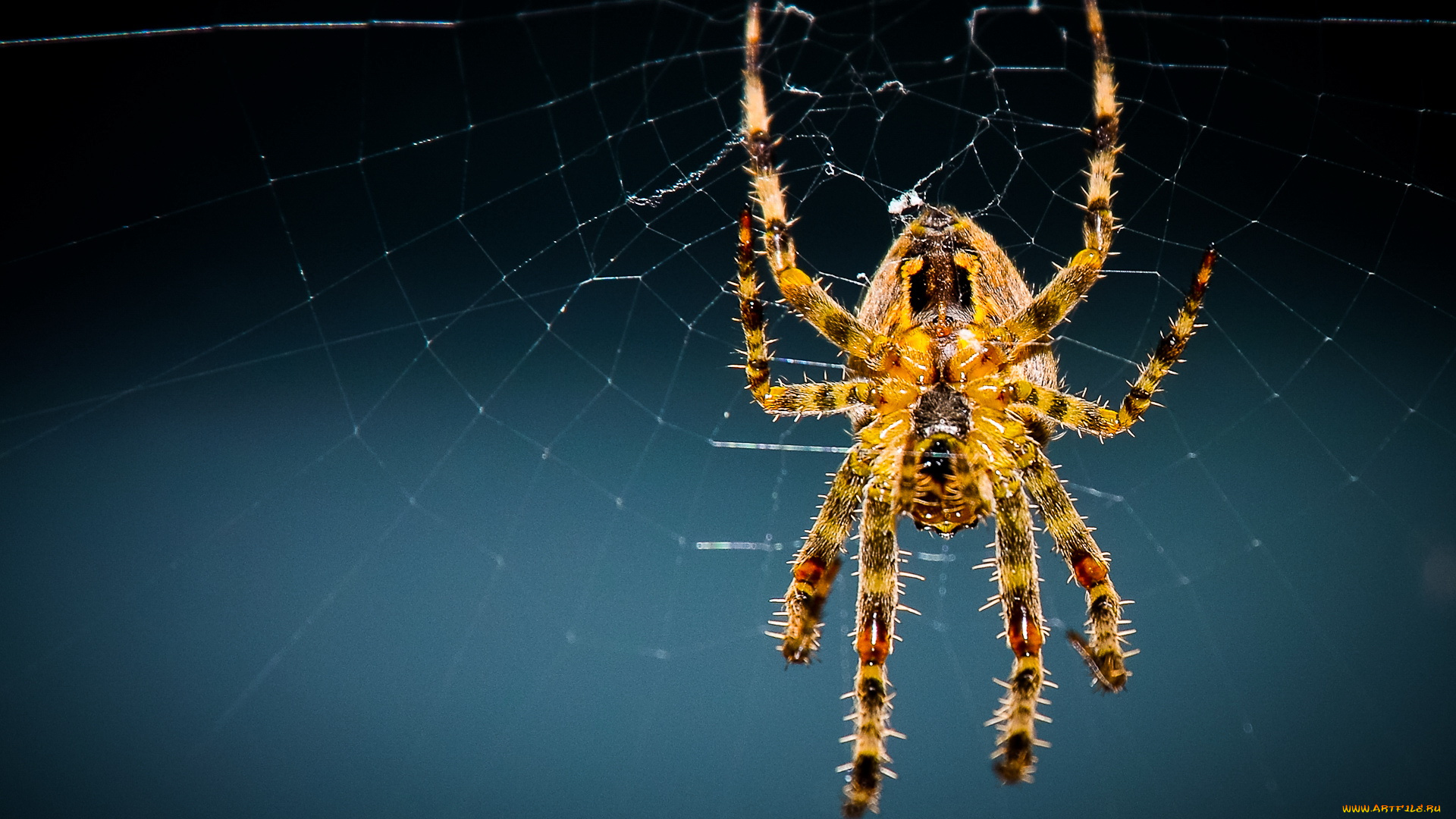 Spider. Паутина тарантула. Паук обои. Пауки фото. Обои на рабочий стол паук.