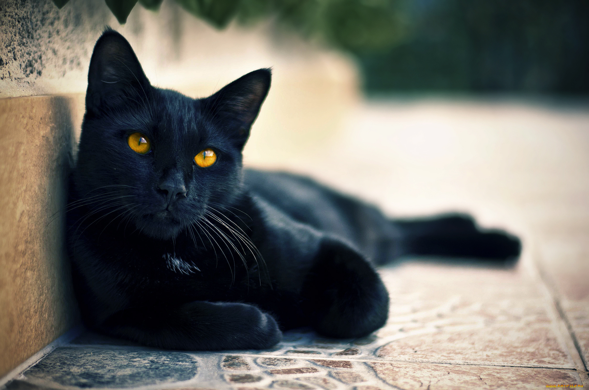 животные, коты, чёрный, кот