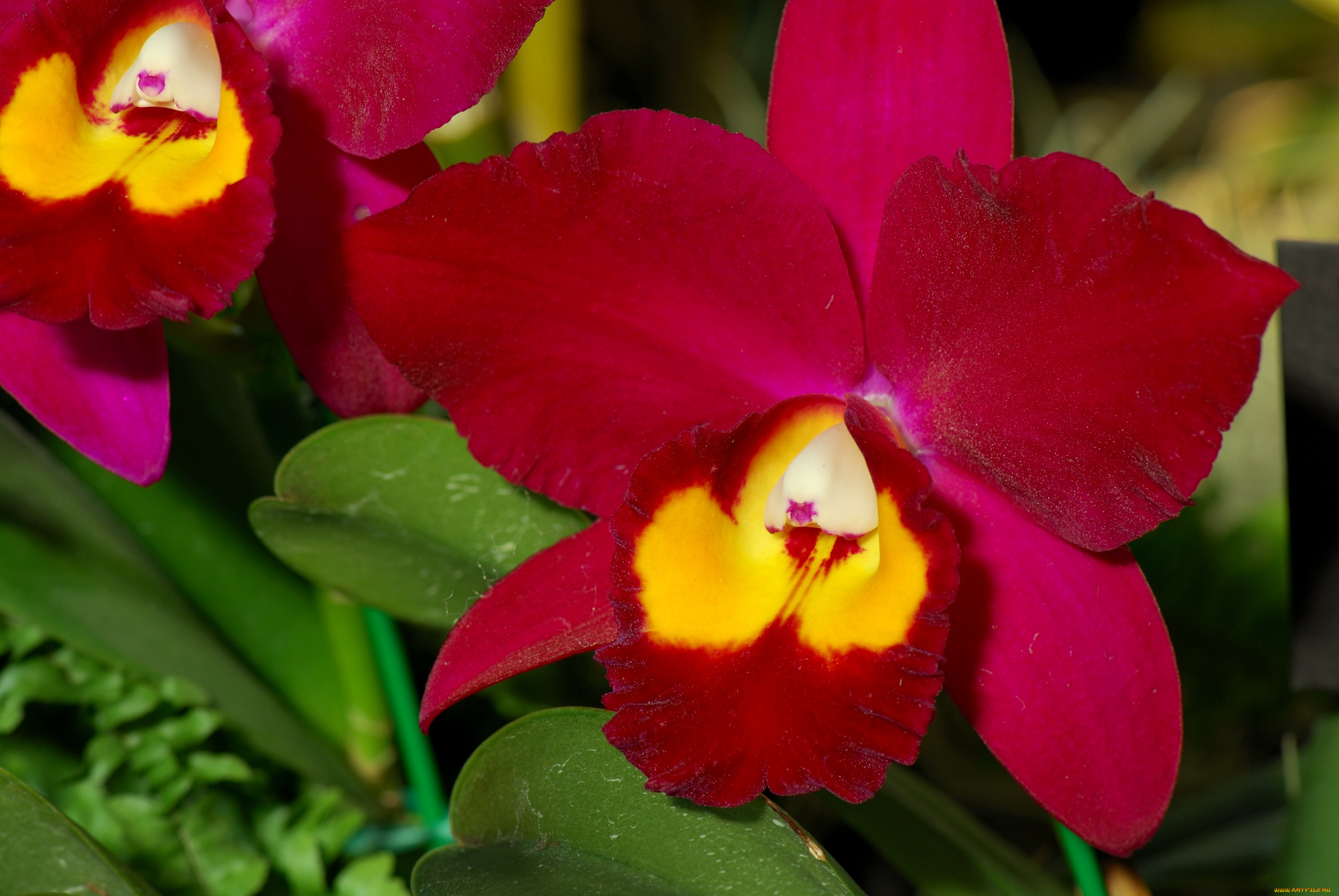 цветы, орхидеи, экзотика, лепестки, красный