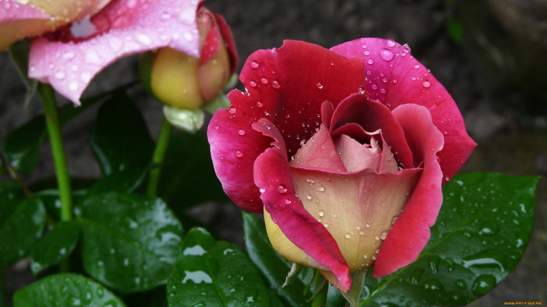 цветок дождь капли роза белая скачать