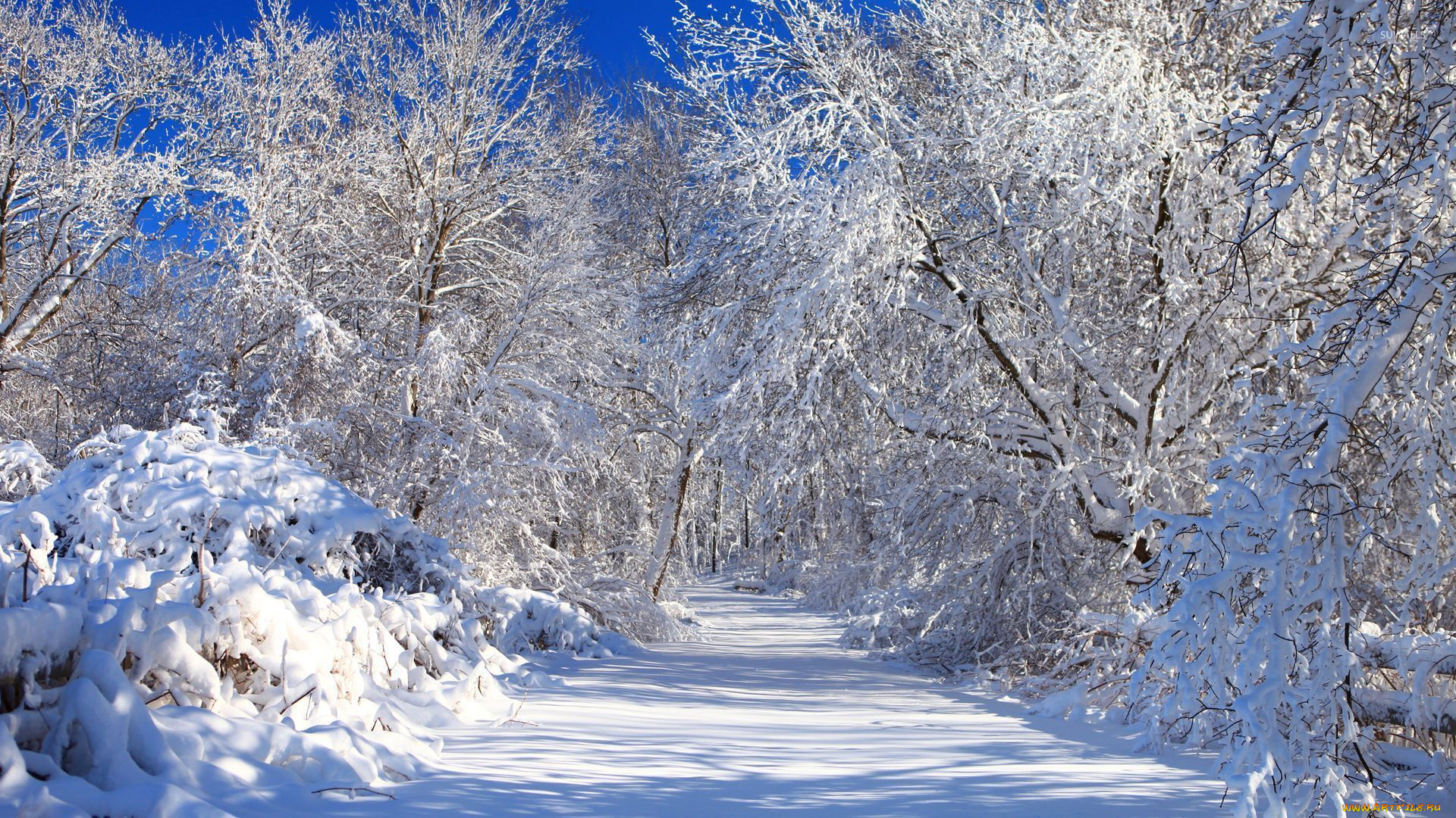природа, парк, деревья, снег