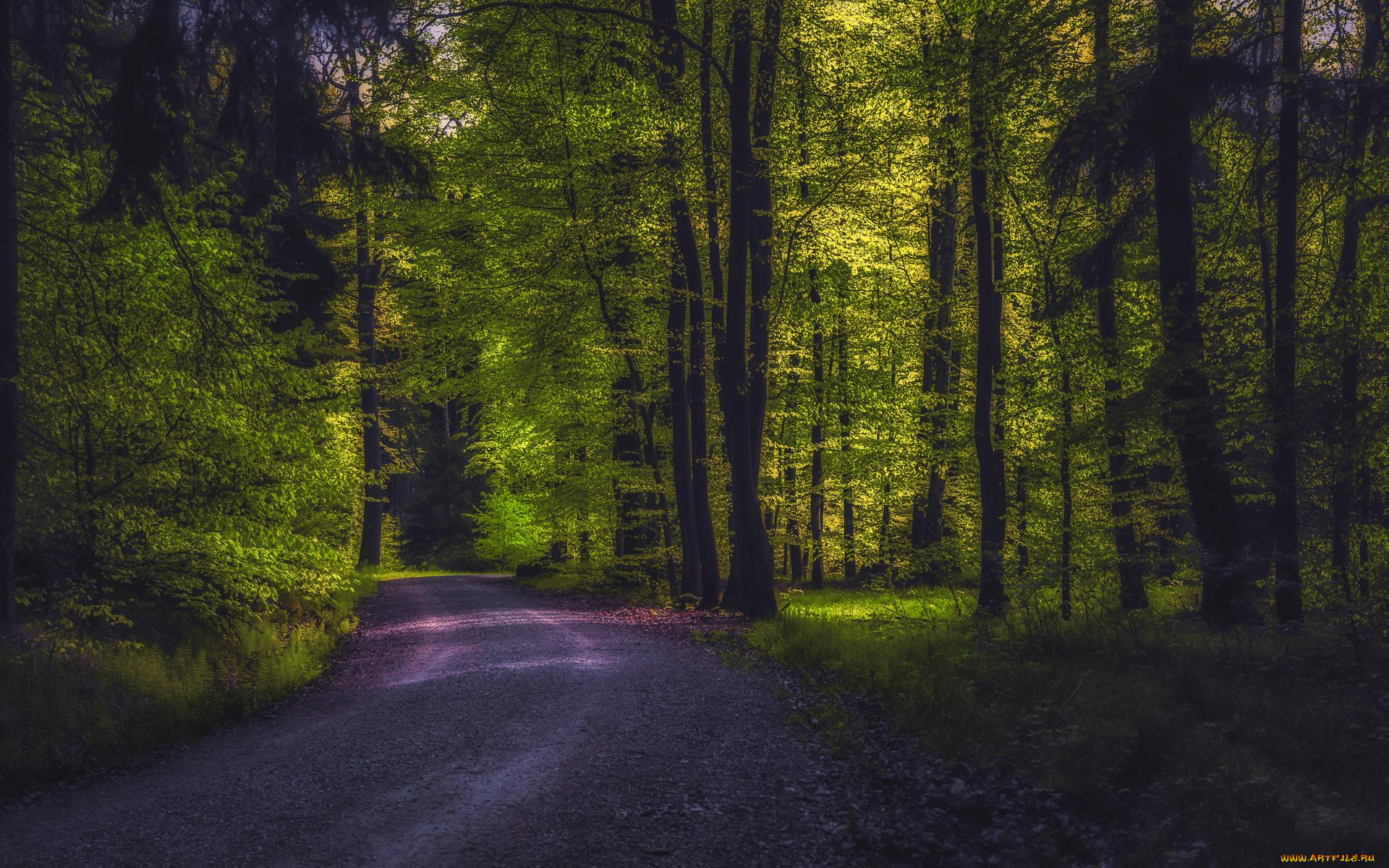 природа, дороги, деревья, лес