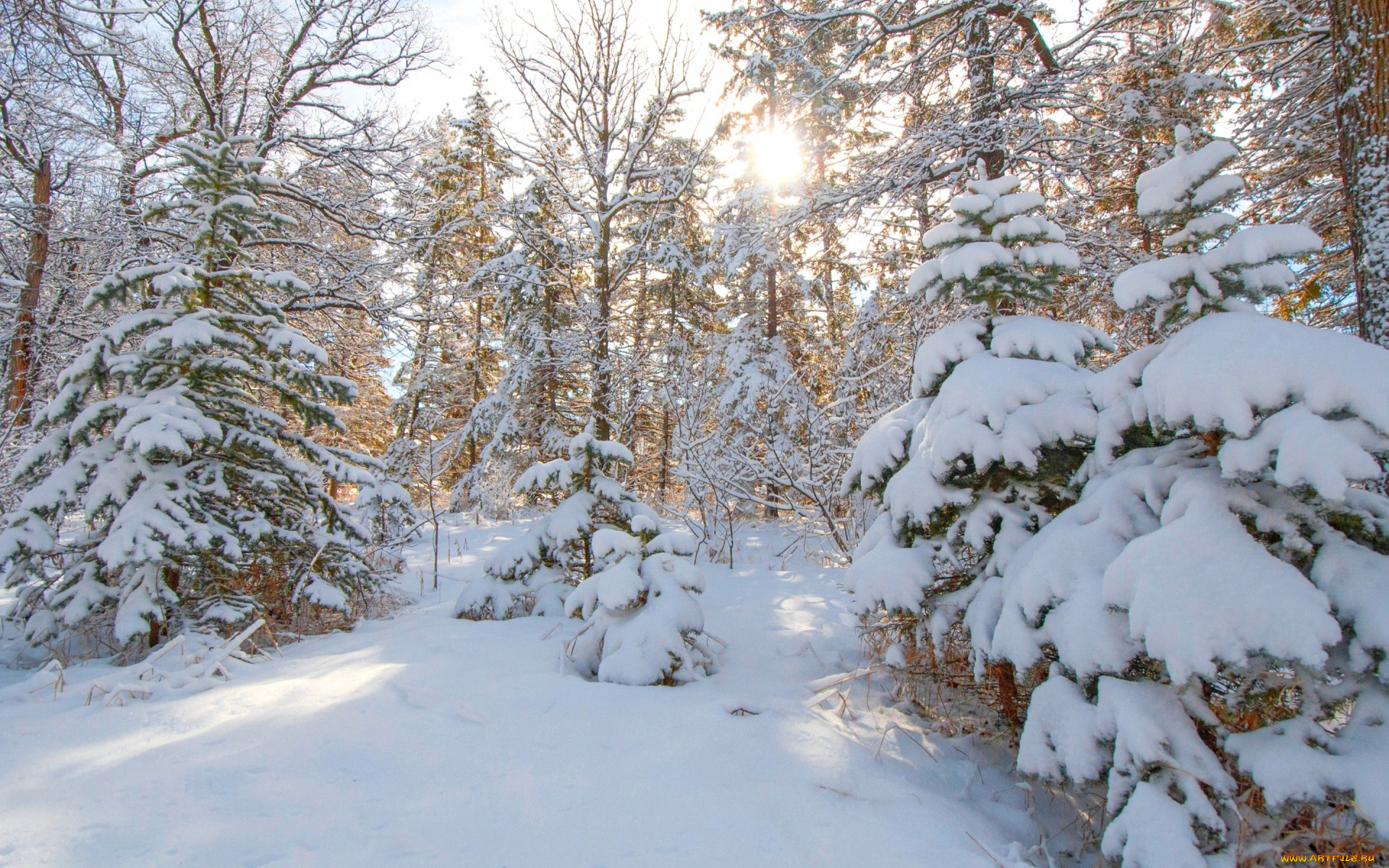 природа, зима, лес, елка, ель, снег, деревья