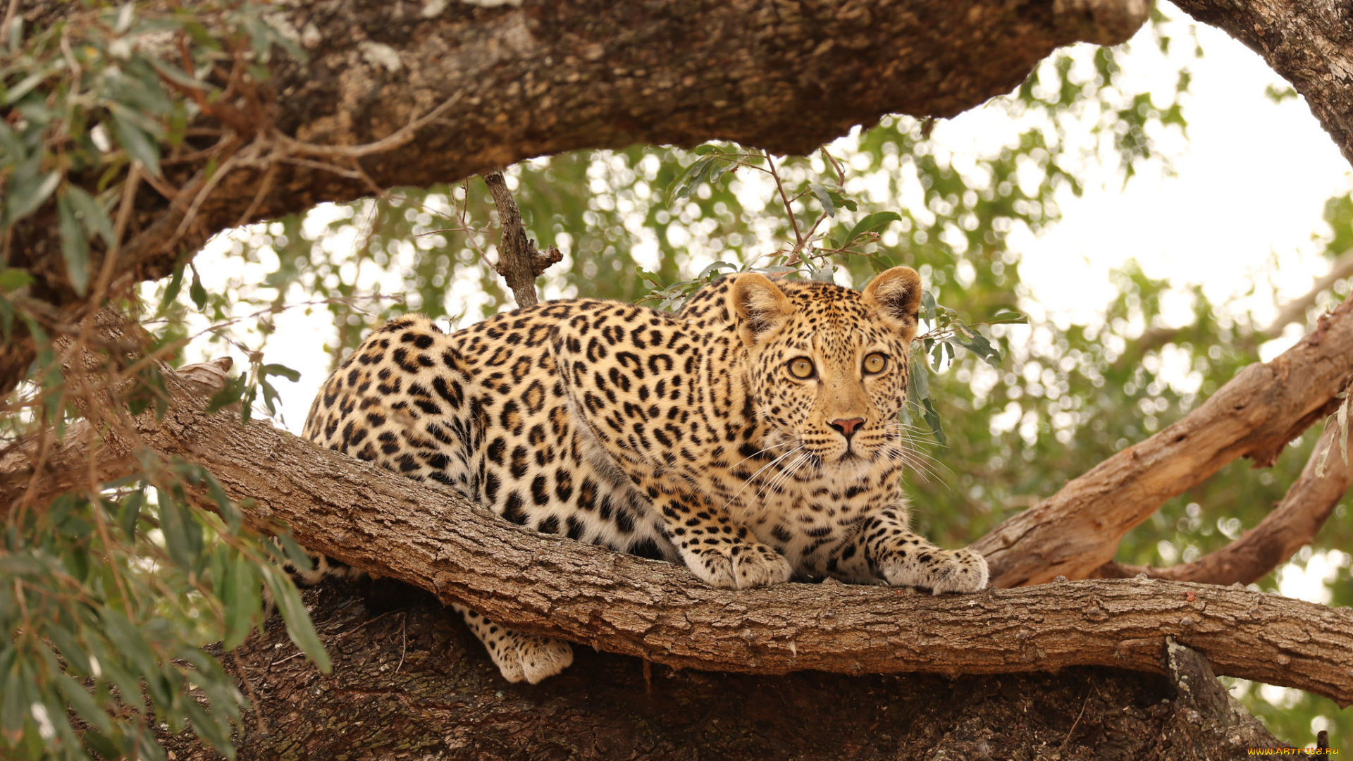 животные, леопарды, природа, кошка, охота, леопард, хищник, дерево