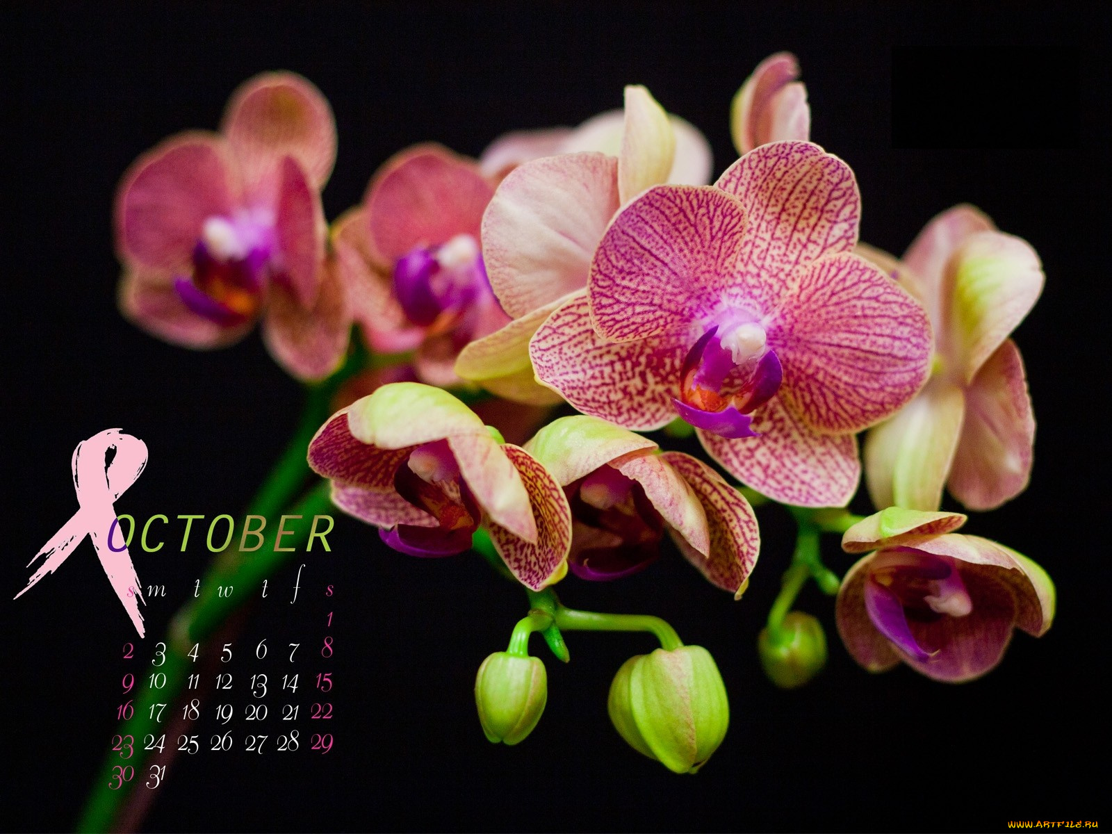 календари, цветы, орхидеи