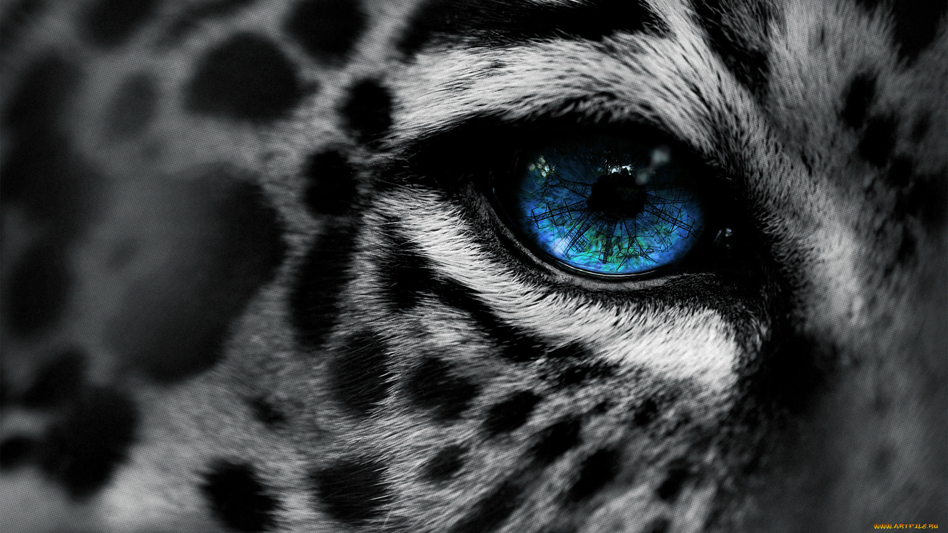 разное, глаза, леопард, голубые, глаза
