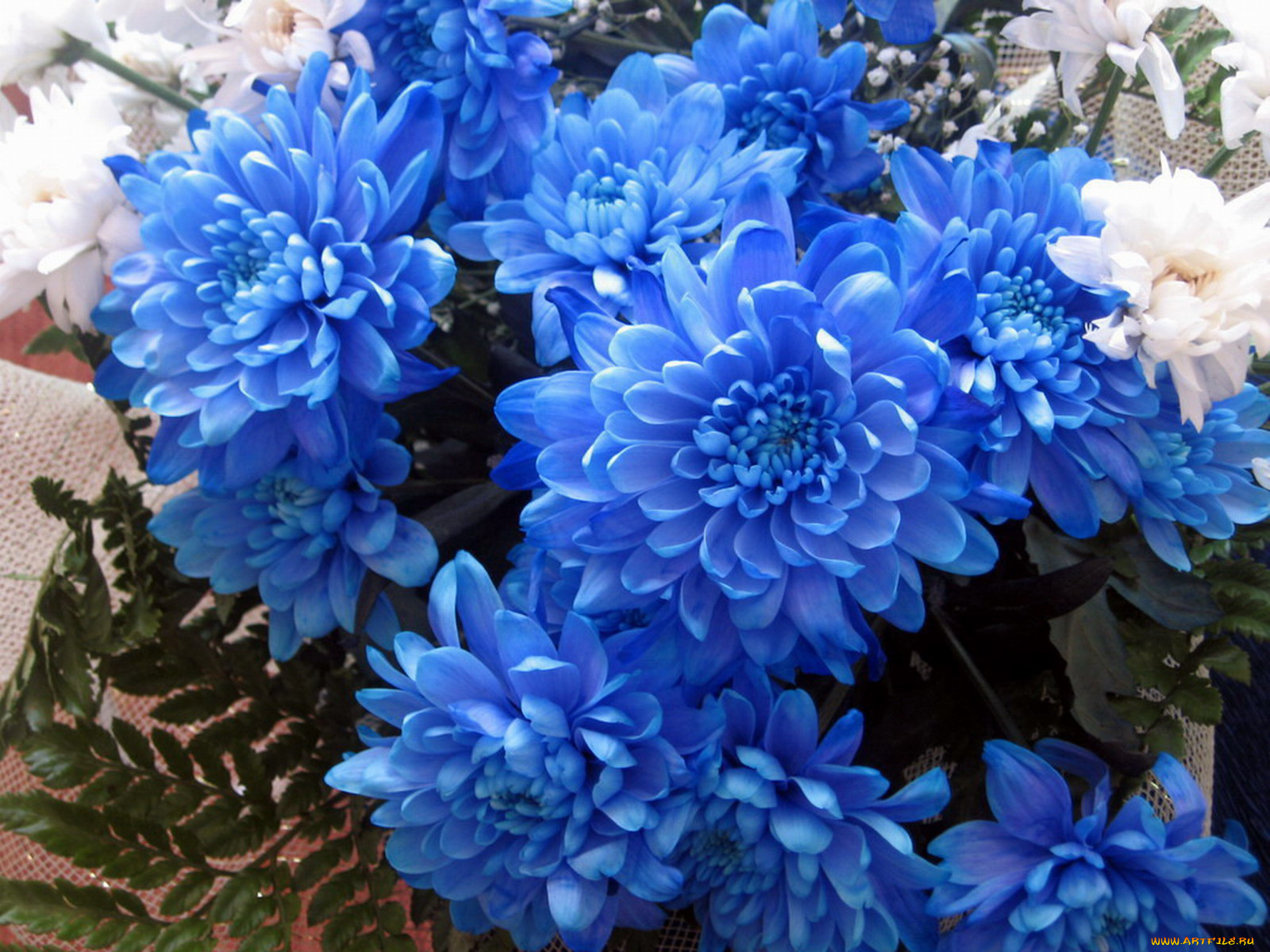 цветы, хризантемы, букет, голубые