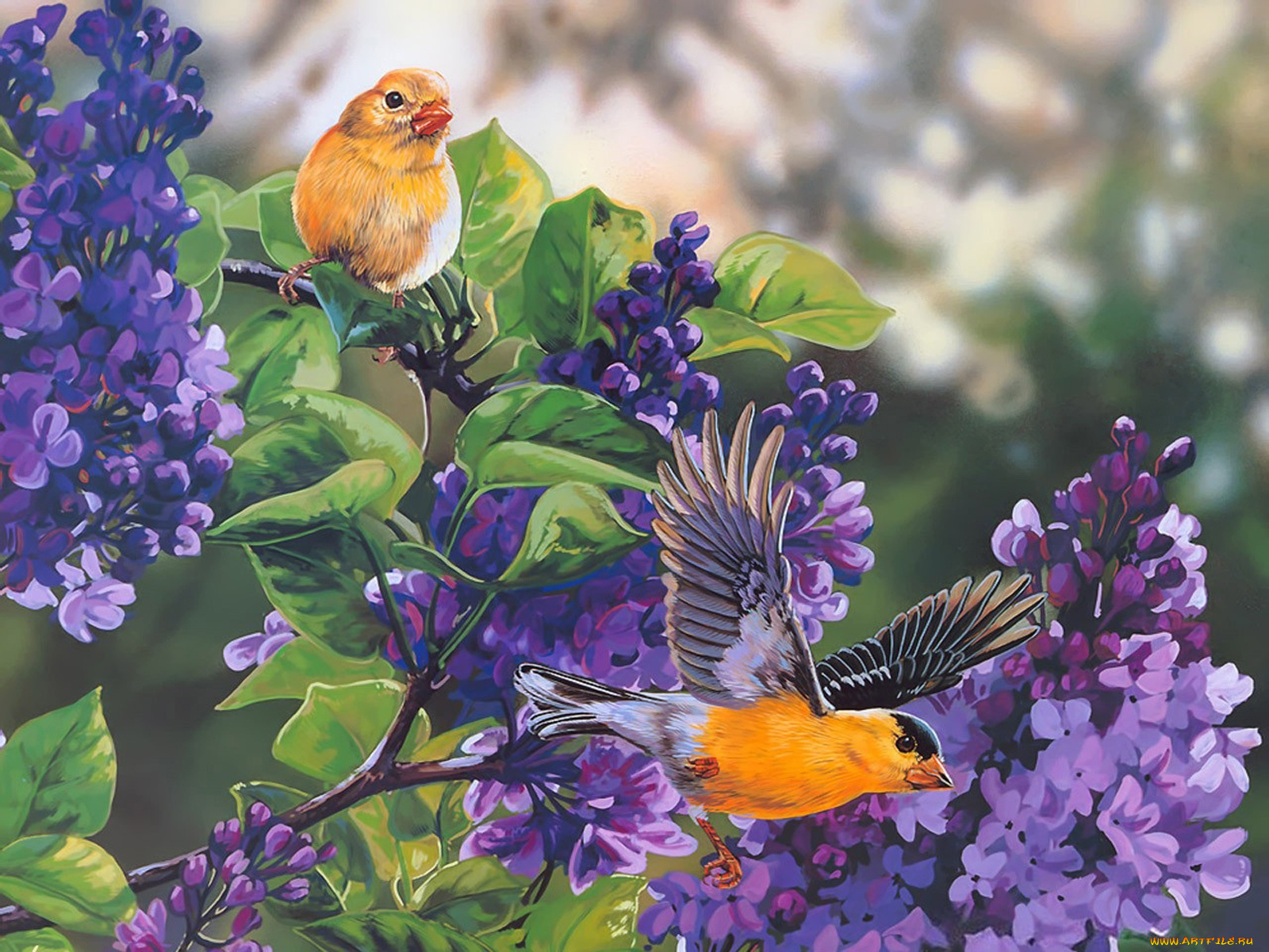 Птица романс. Птицы живопись. Картина птицы. Птицы в цветах. Весенние птицы живопись.