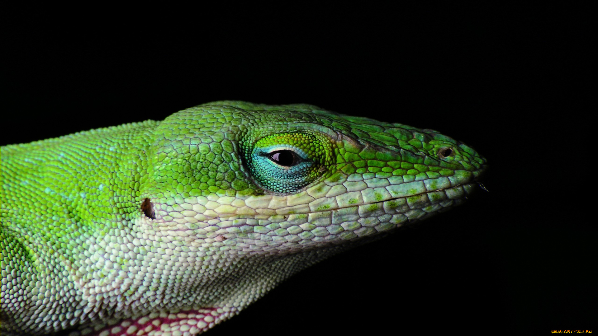 lizard, животные, Ящерицы, игуаны, вараны, ящерица, зеленая, голова, глаза