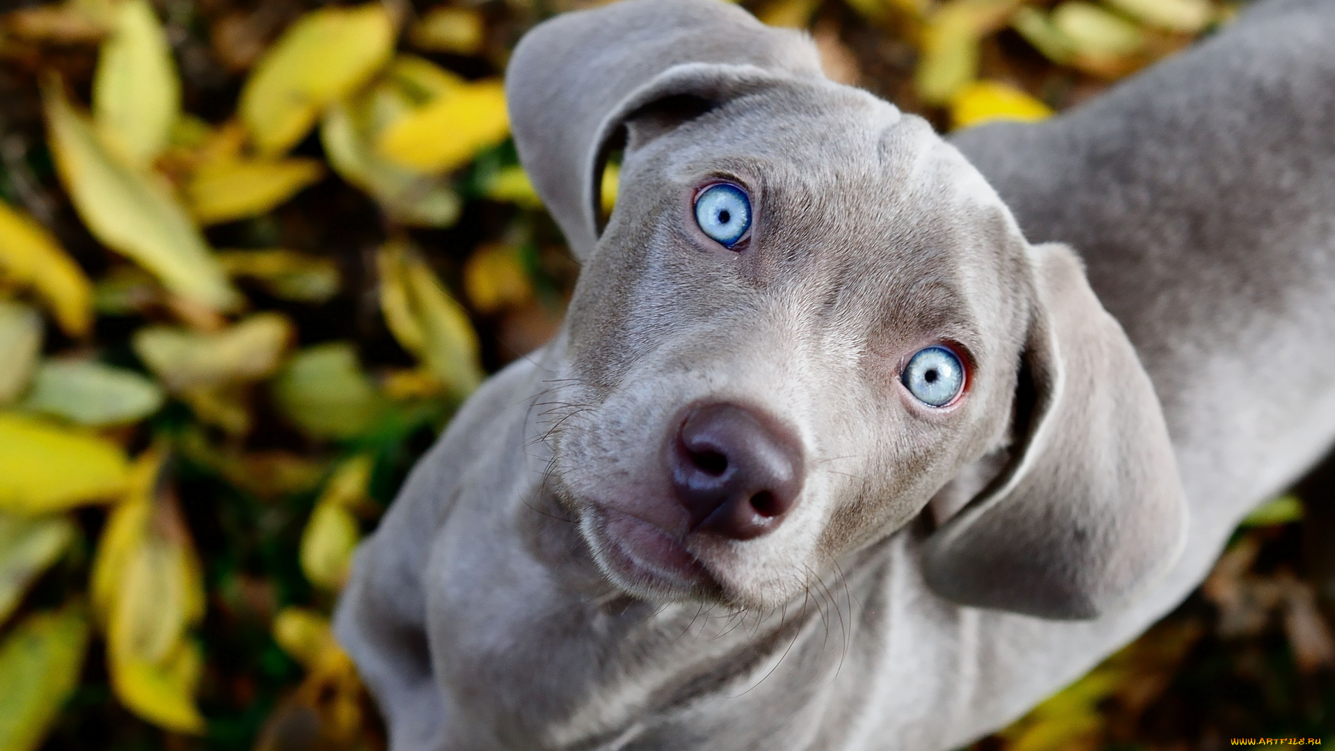 животные, собаки, смотрит, взгляд, листва, глаза, голубые