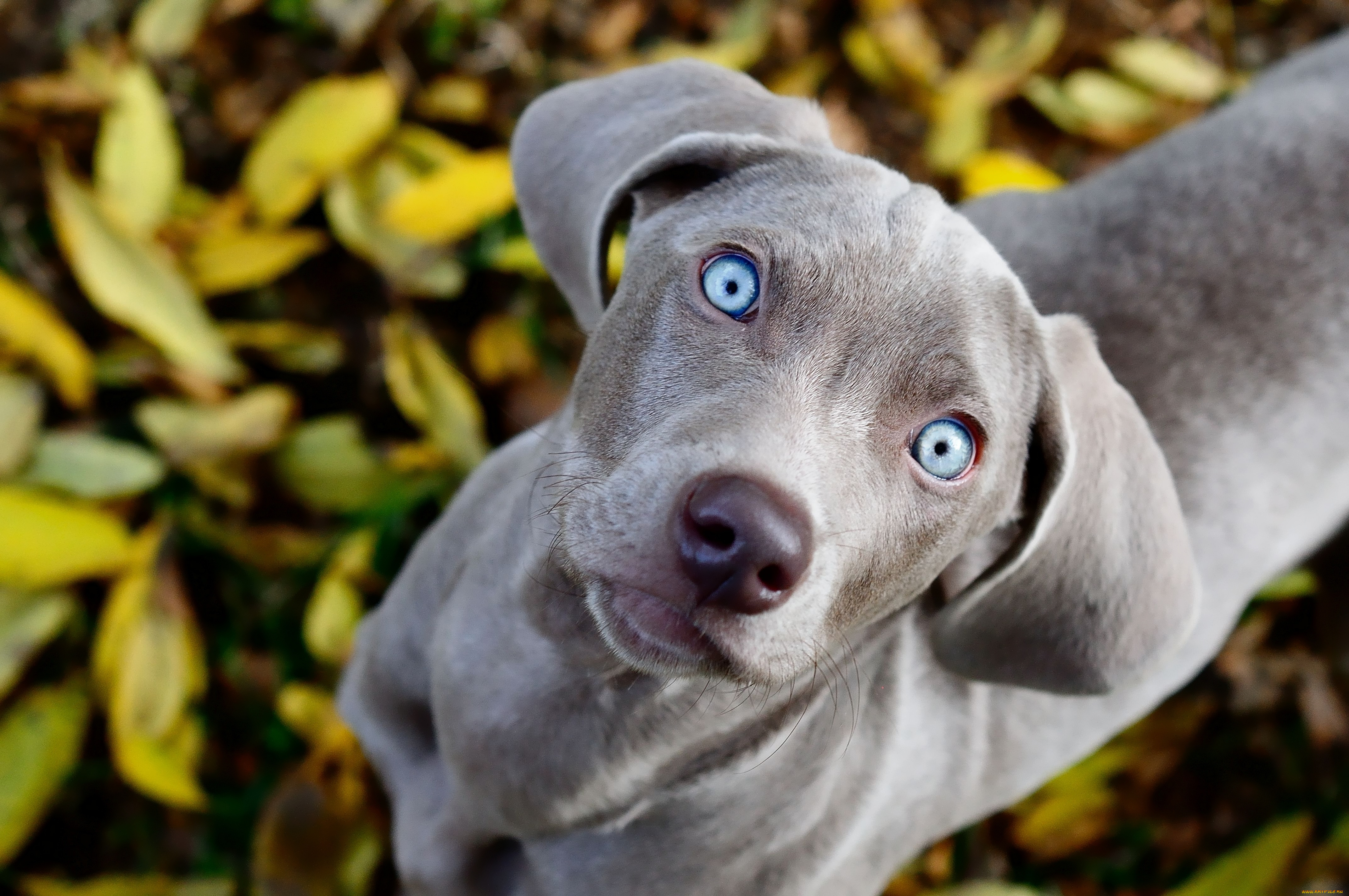 животные, собаки, смотрит, взгляд, листва, глаза, голубые
