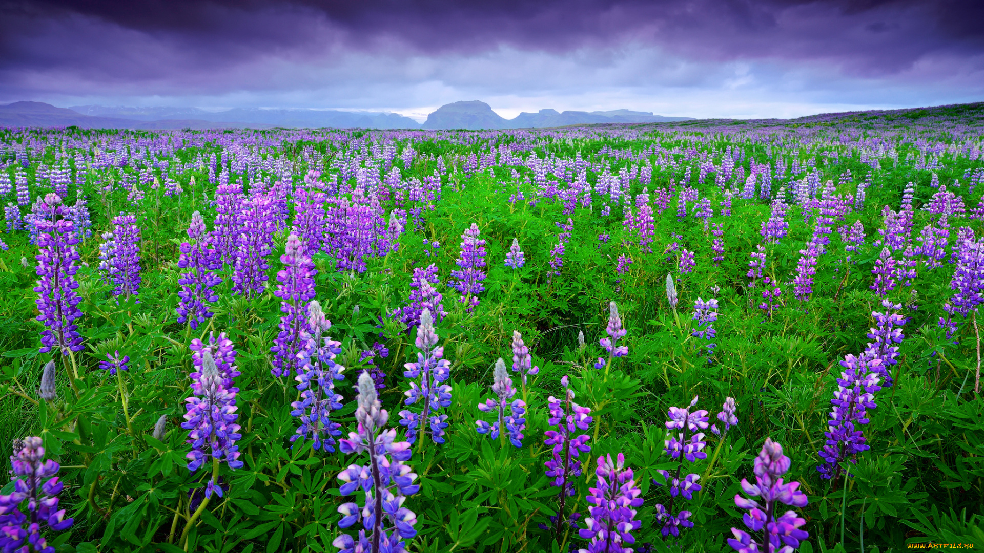 цветы, люпин, небо, исландия, горы, поле, тучи, лето