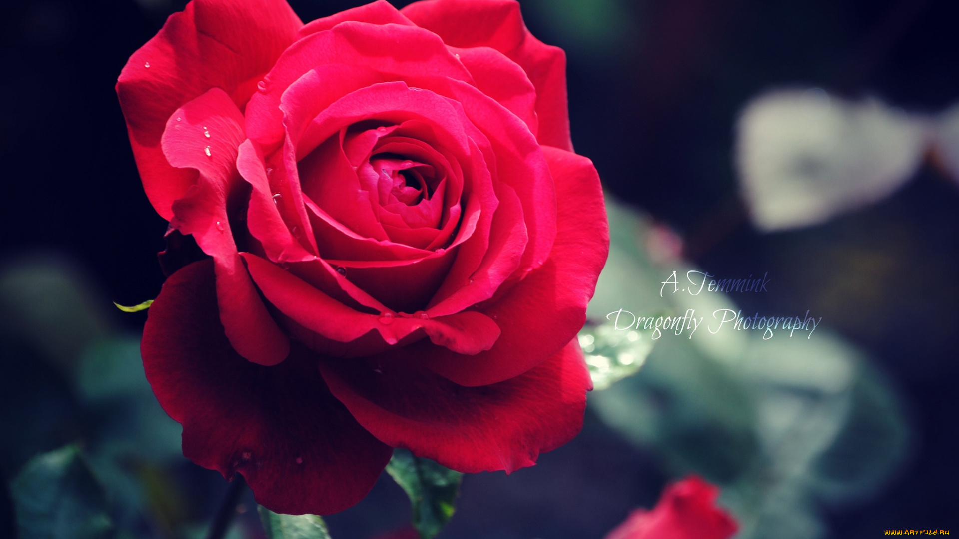 цветы, розы, красный