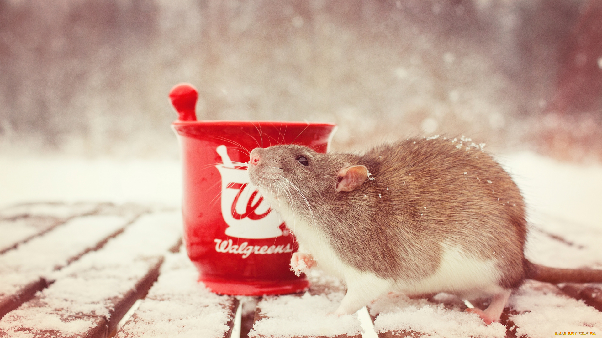 животные, крысы, мыши, крыса, грызун, ступка, снег