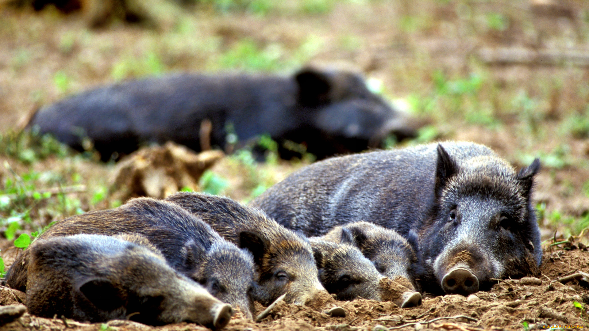 животные, свиньи, кабаны, отдых, семейство