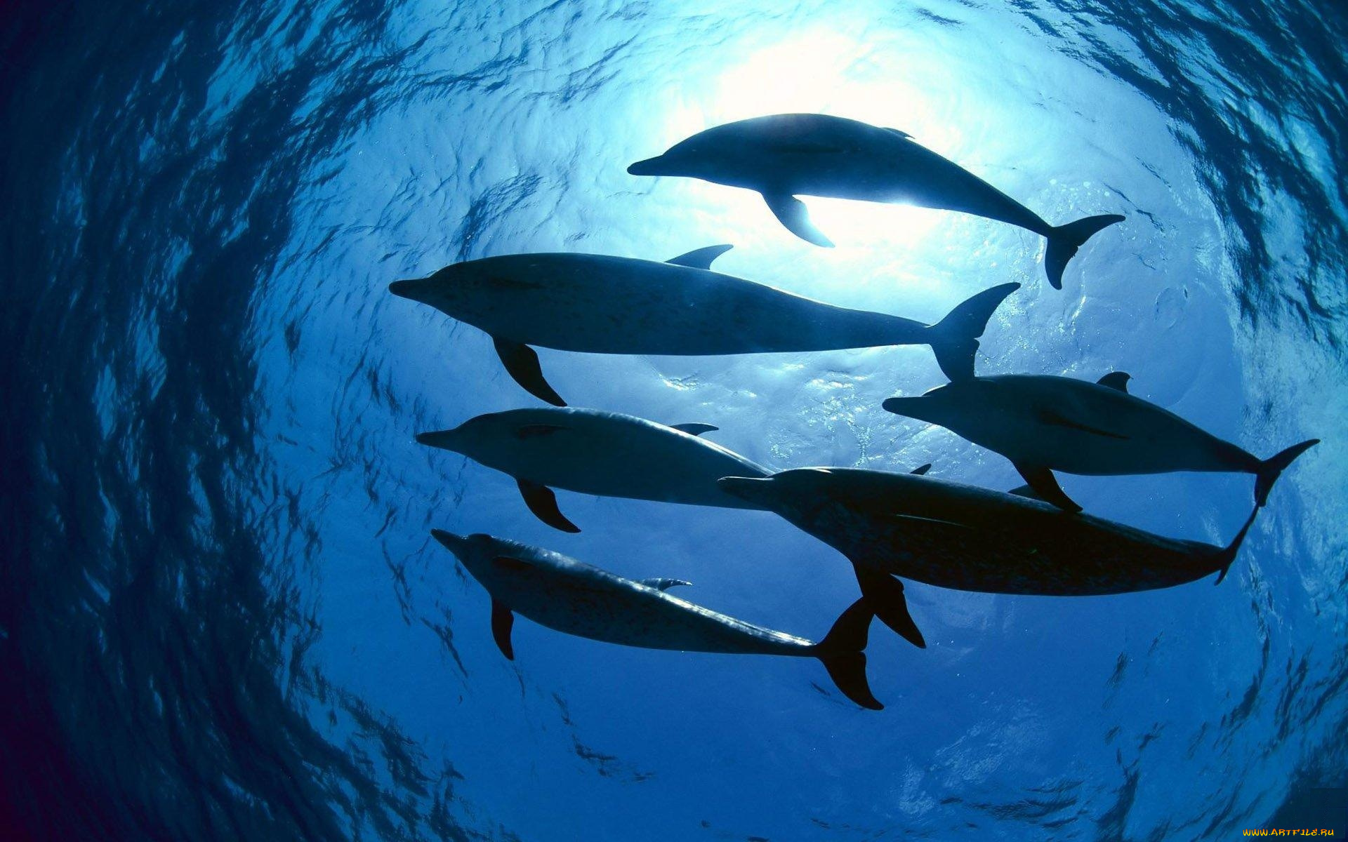 животные, дельфины, море, вода, стая