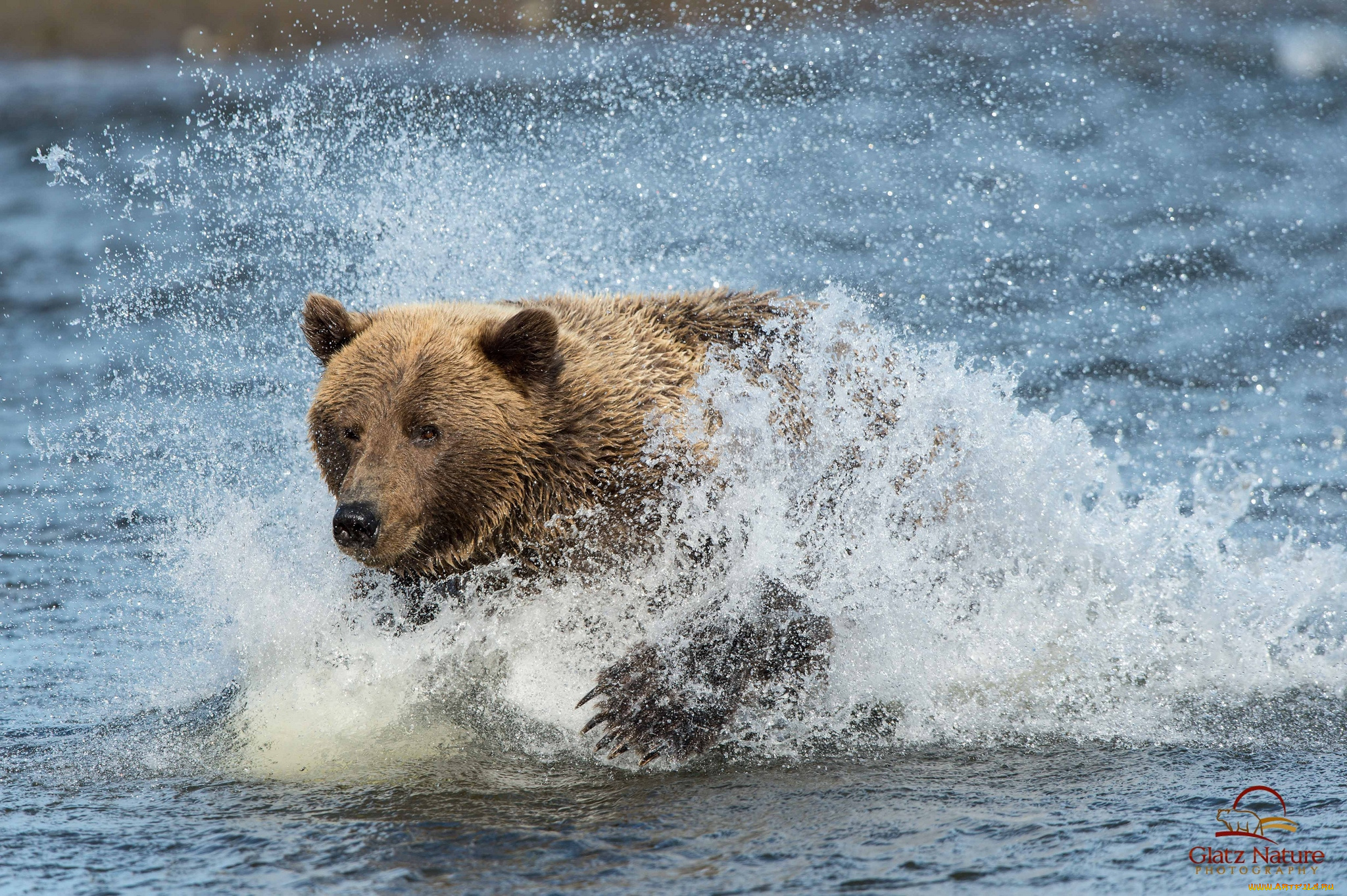 животные, медведи, вода