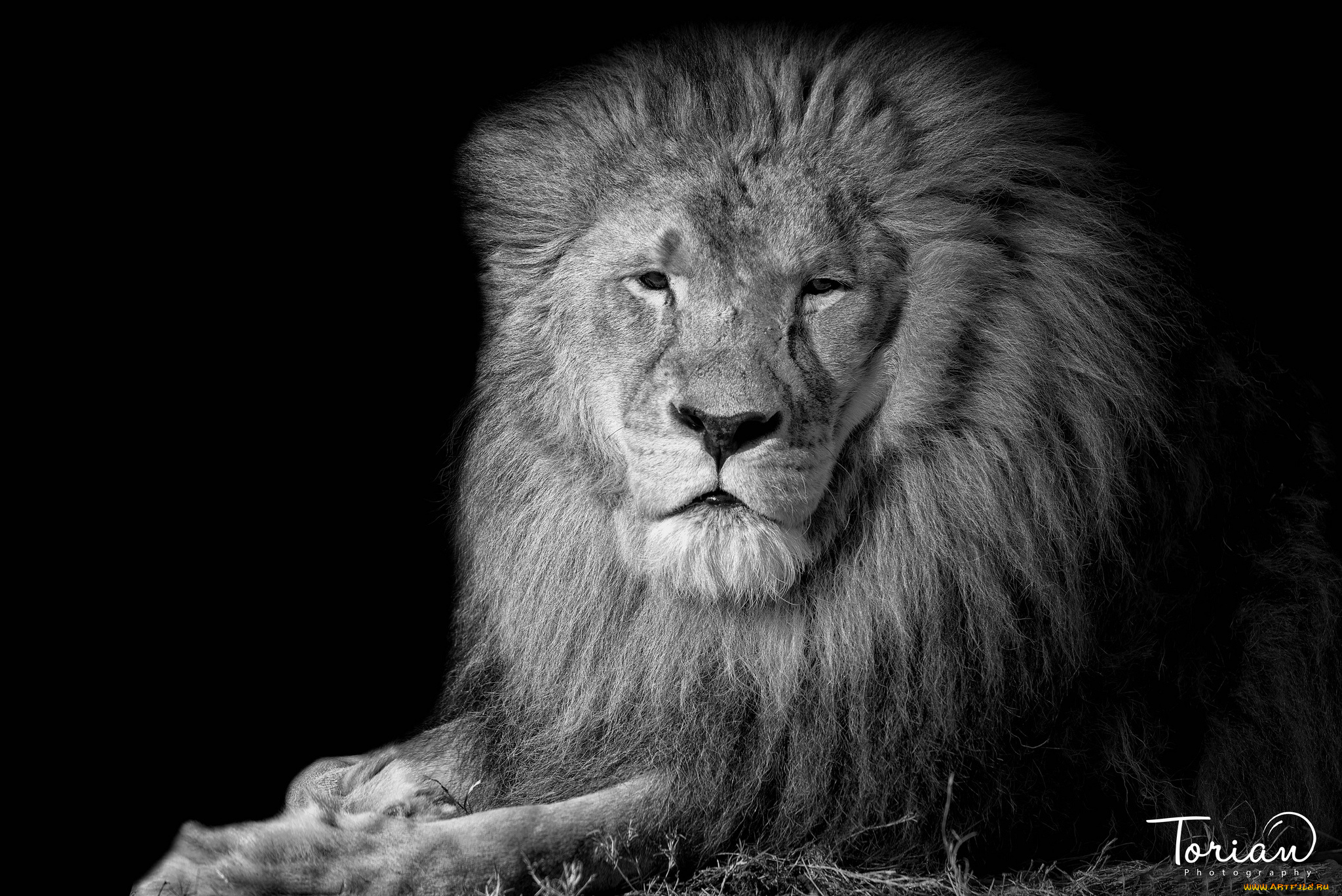 животные, львы, царь