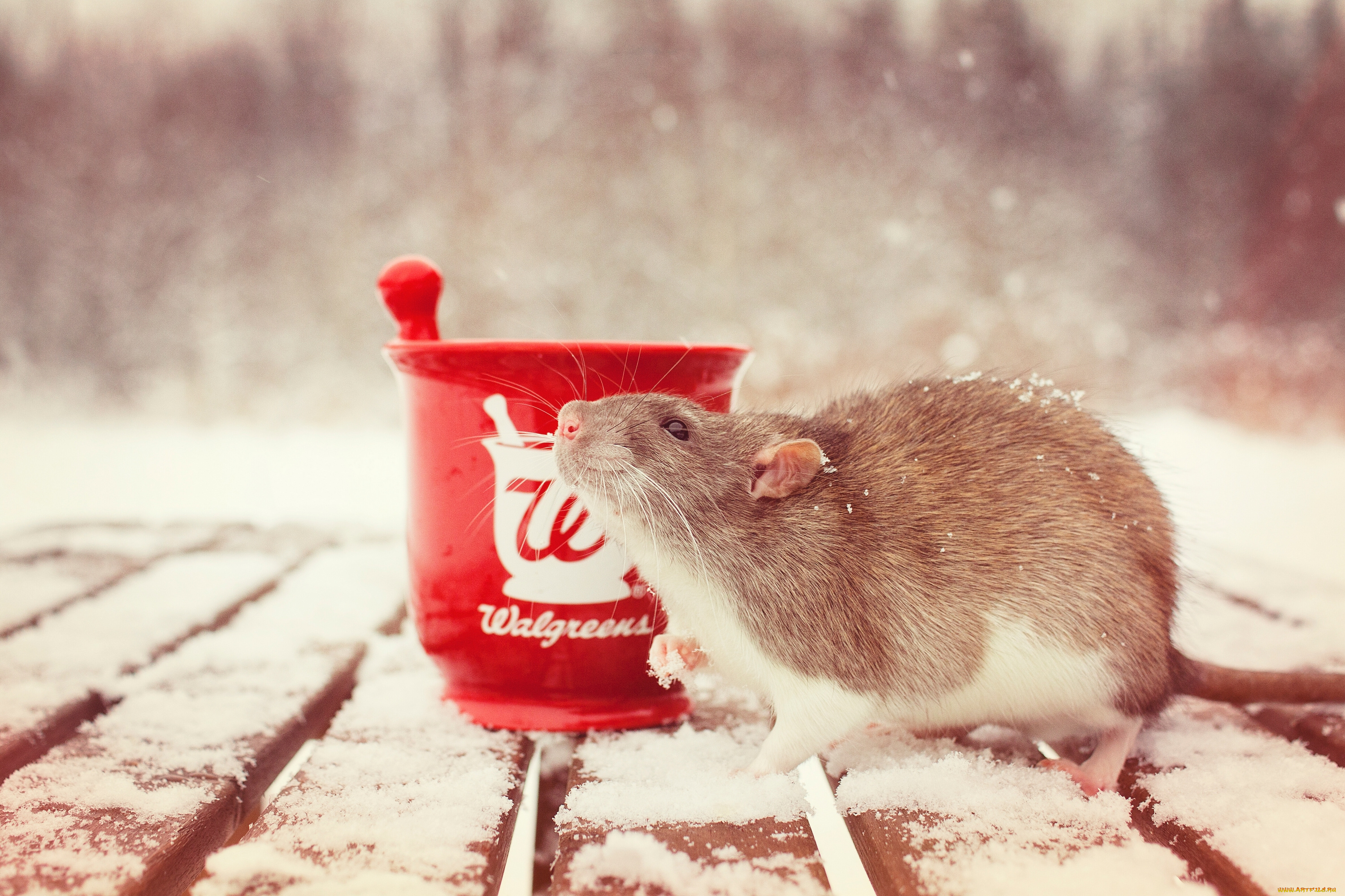 животные, крысы, мыши, крыса, грызун, ступка, снег