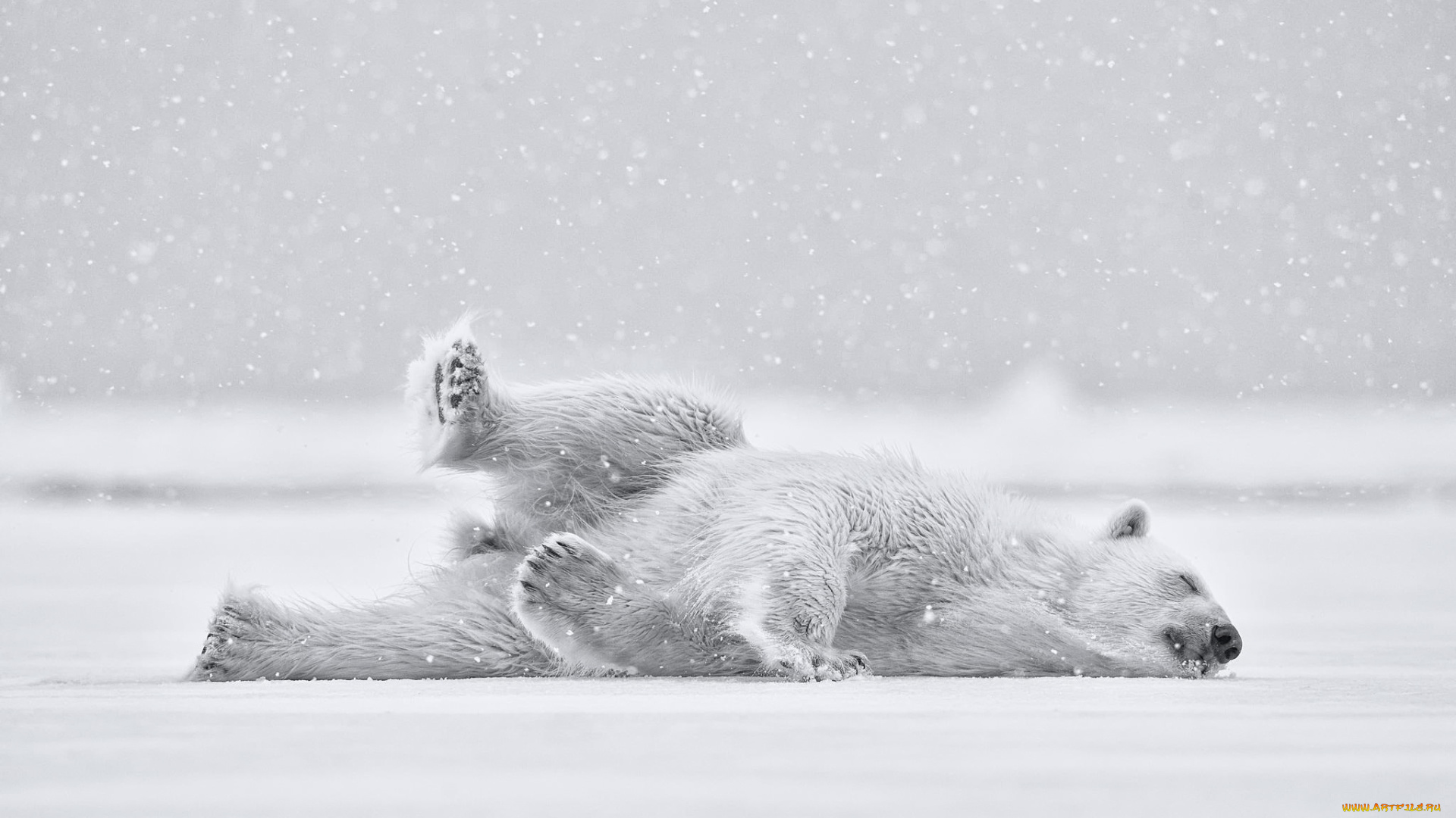 животные, медведи, снег, мишка, polar, bear