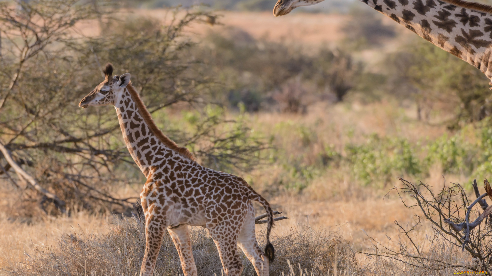 животные, жирафы, профиль, шея, саванна, малыш, африка, пара, детеныш