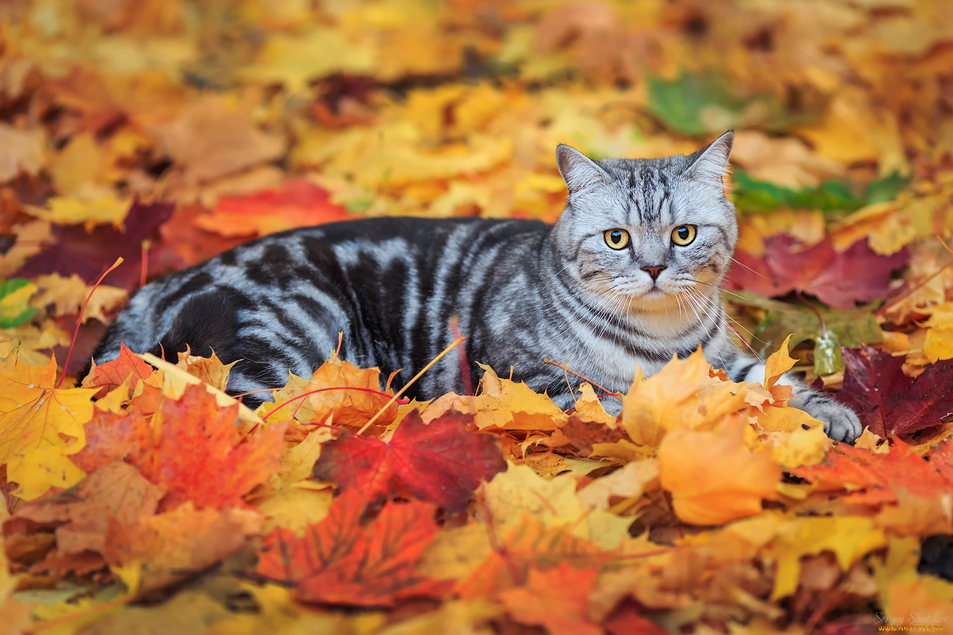 животные, коты, листья, кот, полосатый