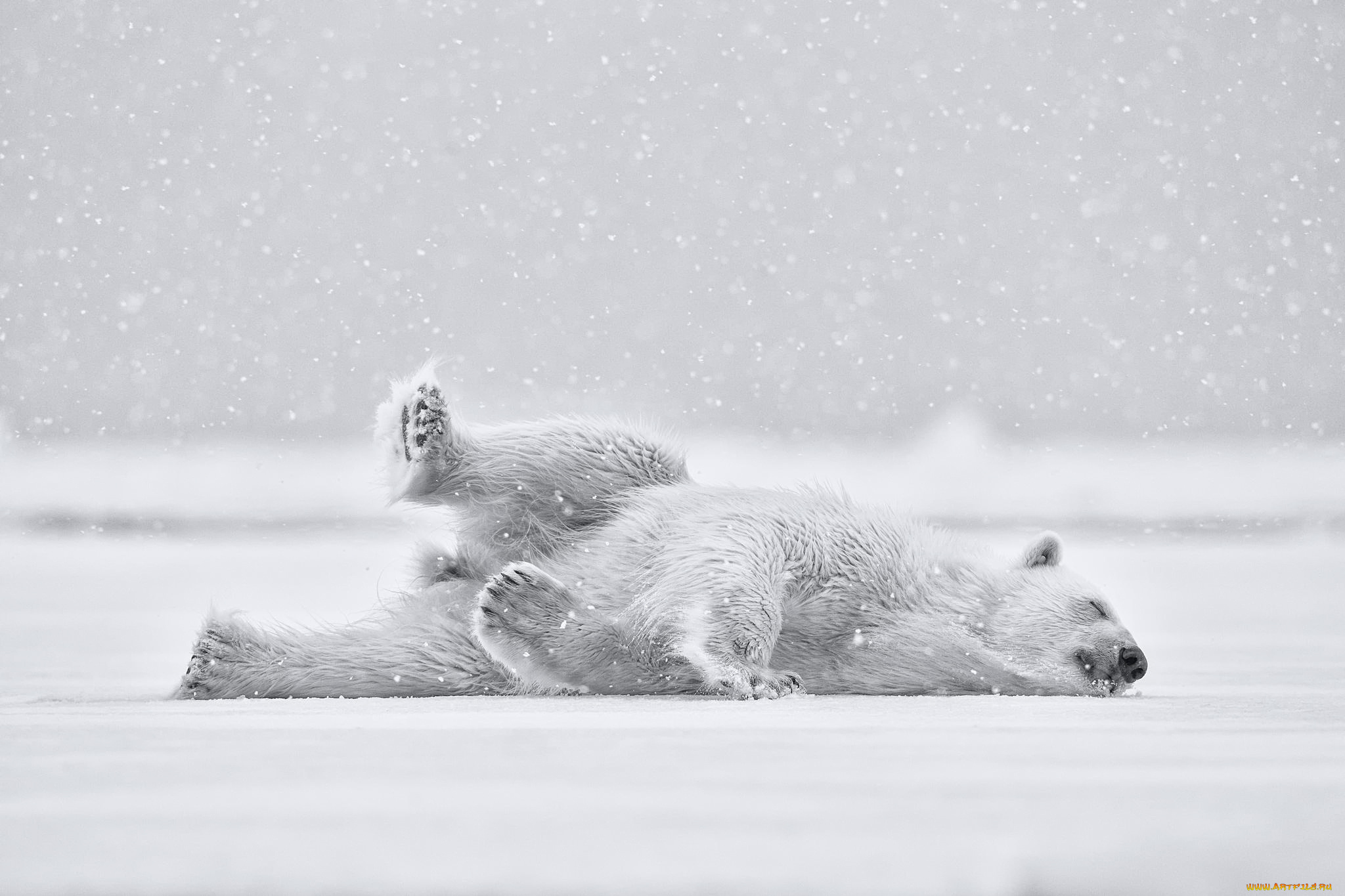 животные, медведи, снег, мишка, polar, bear