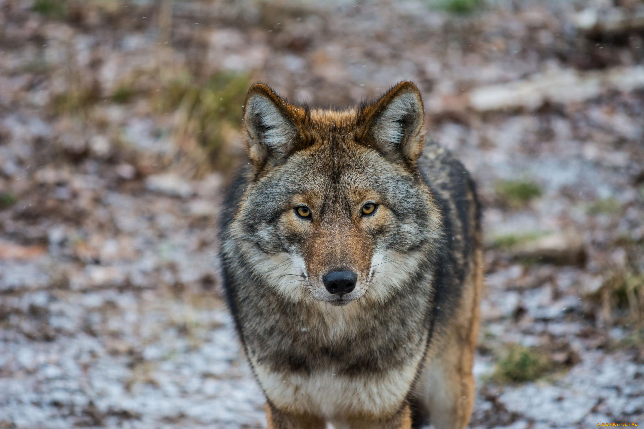 животные, волки, , койоты, , шакалы, взгляд, американский, волк, coyote