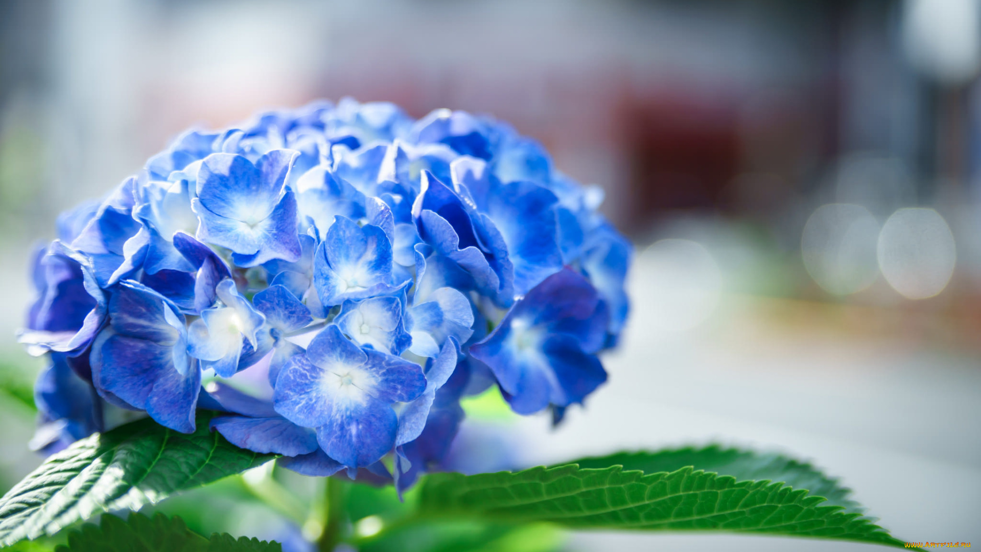 цветы, гортензия, макро, голубая