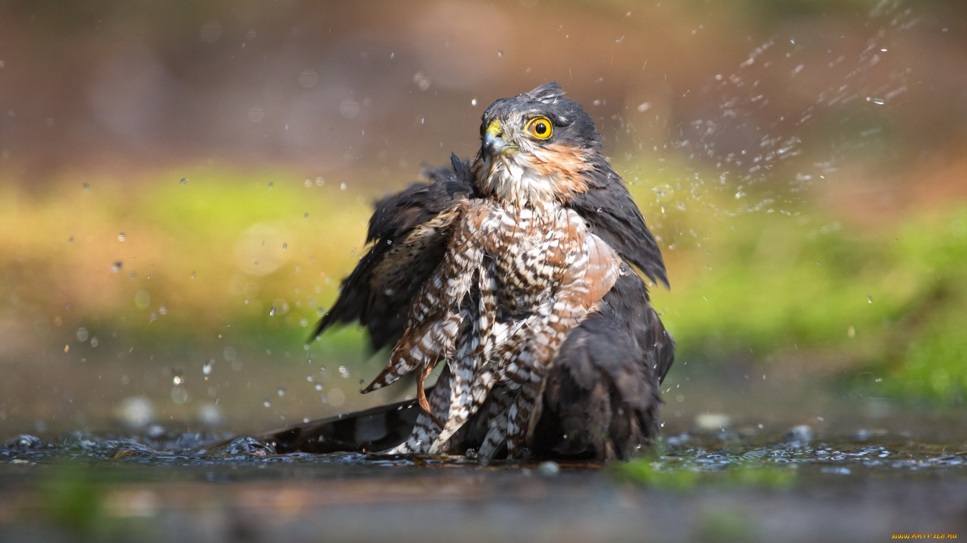 животные, птицы, -, хищники, вода, eurasian, sparrowhawk, птица