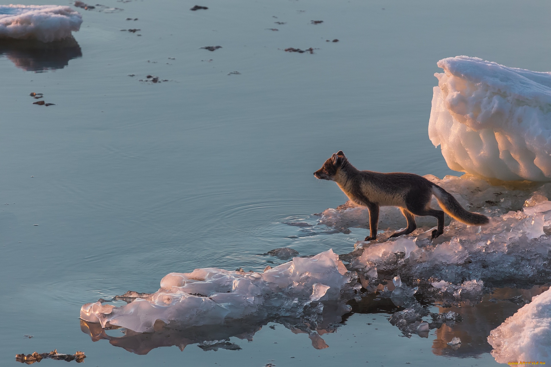 Ice fox. Фауна Арктики. Песец. Лиса в Арктике.
