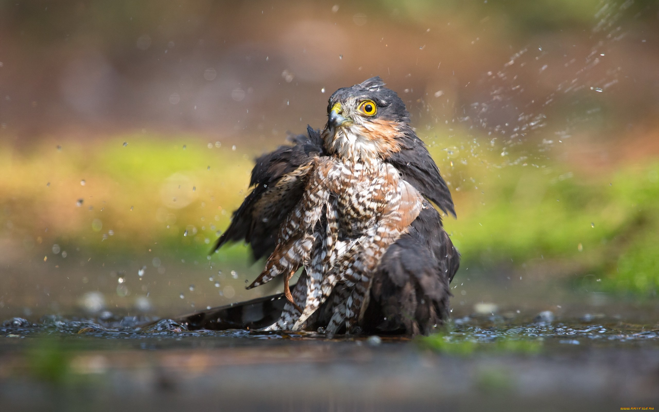 животные, птицы, -, хищники, вода, eurasian, sparrowhawk, птица