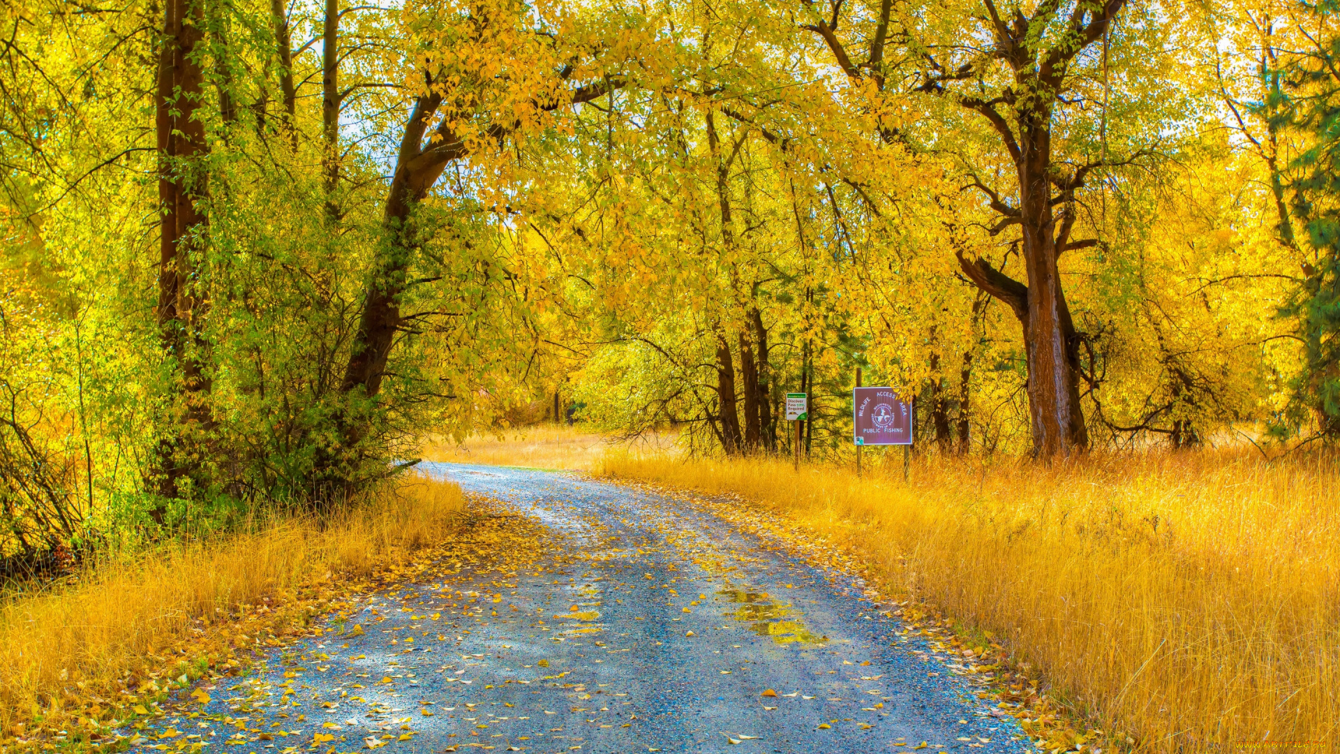природа, дороги, лес, осень, ветки, желтые, листья, трава, деревья, дорога