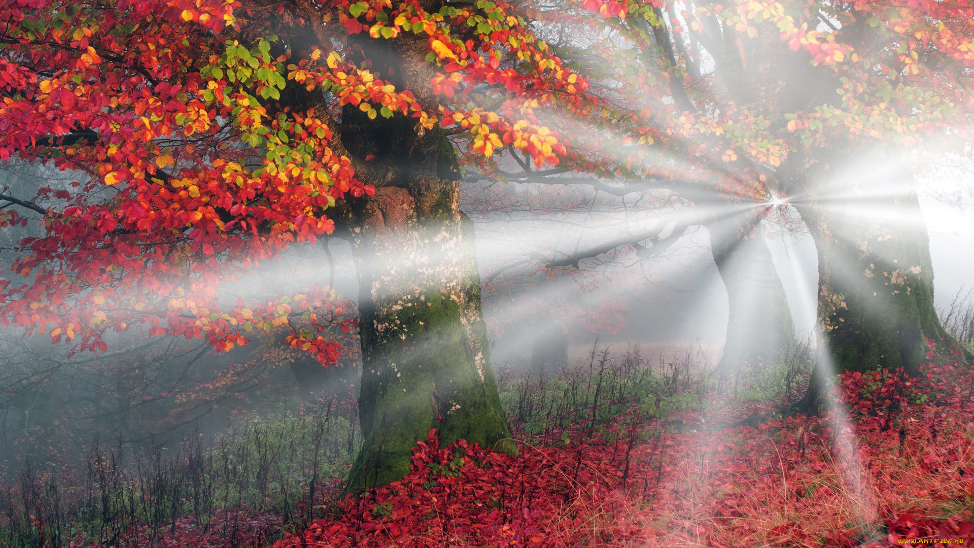 природа, лес, осень, украина, лучи, света, желтые, карпаты, листья, деревья, туман, красные, утро