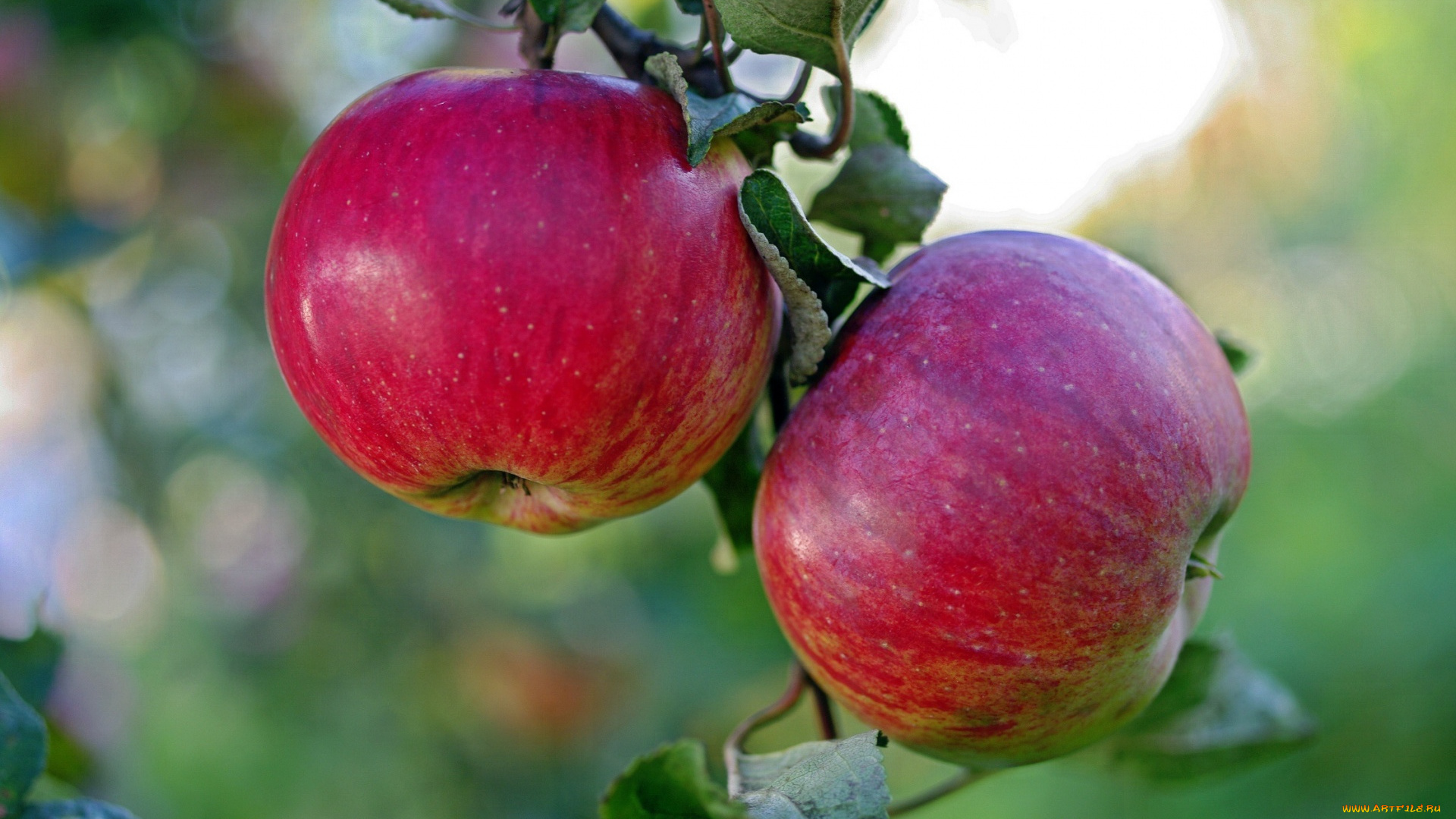 природа, плоды, ветка, яблоко, макро, яблоня