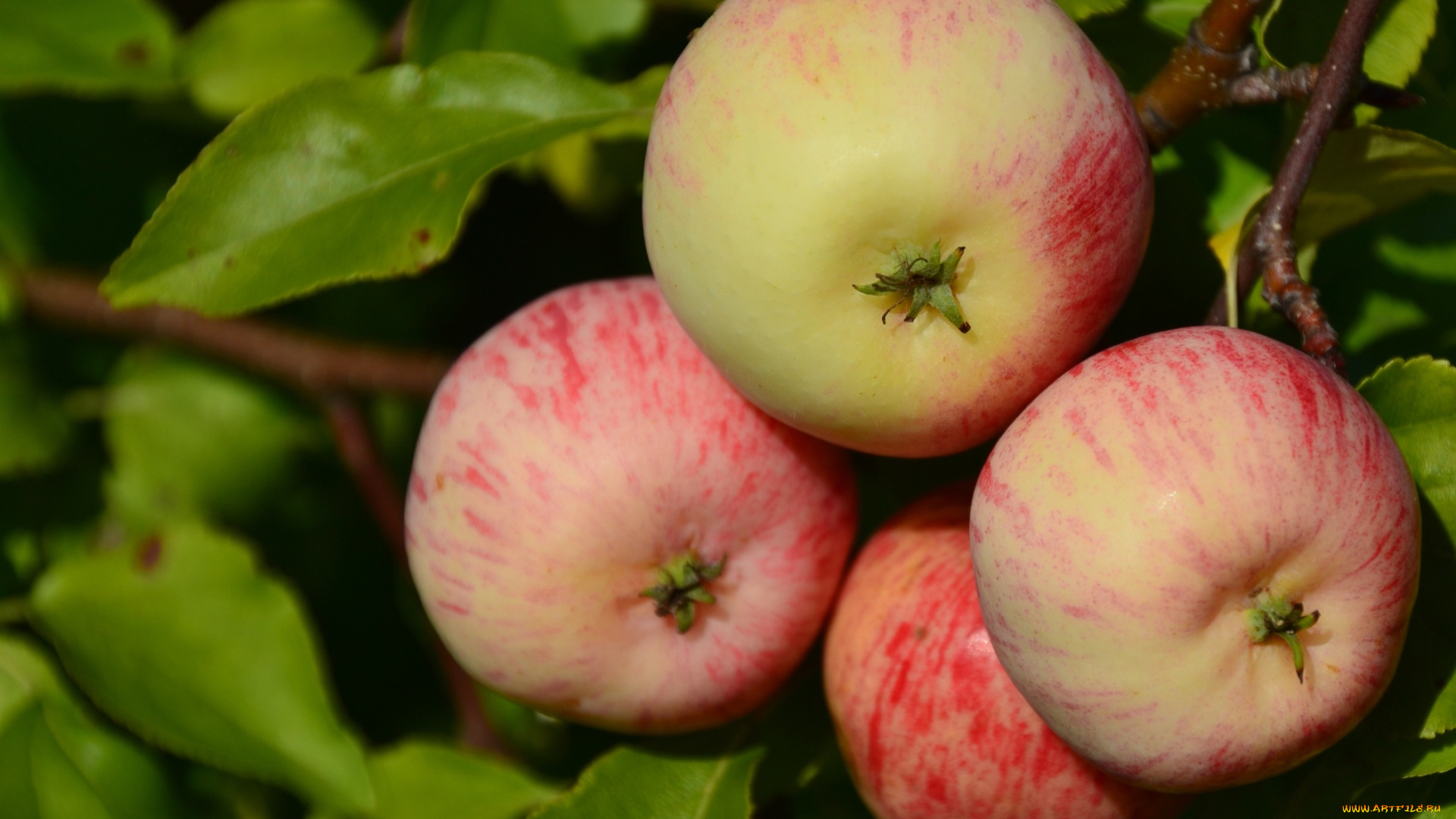 природа, плоды, яблоки, макро, ветка