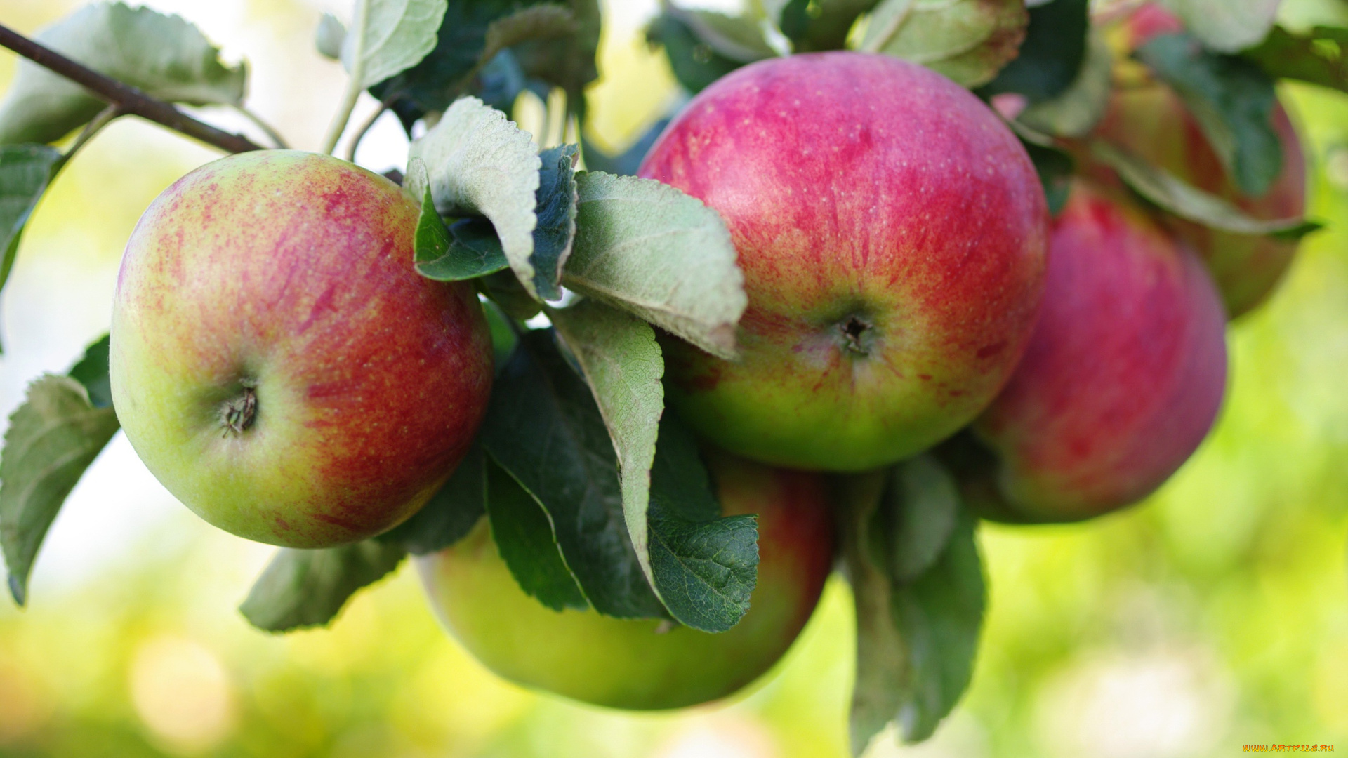 природа, плоды, яблоня, ветка, яблоки