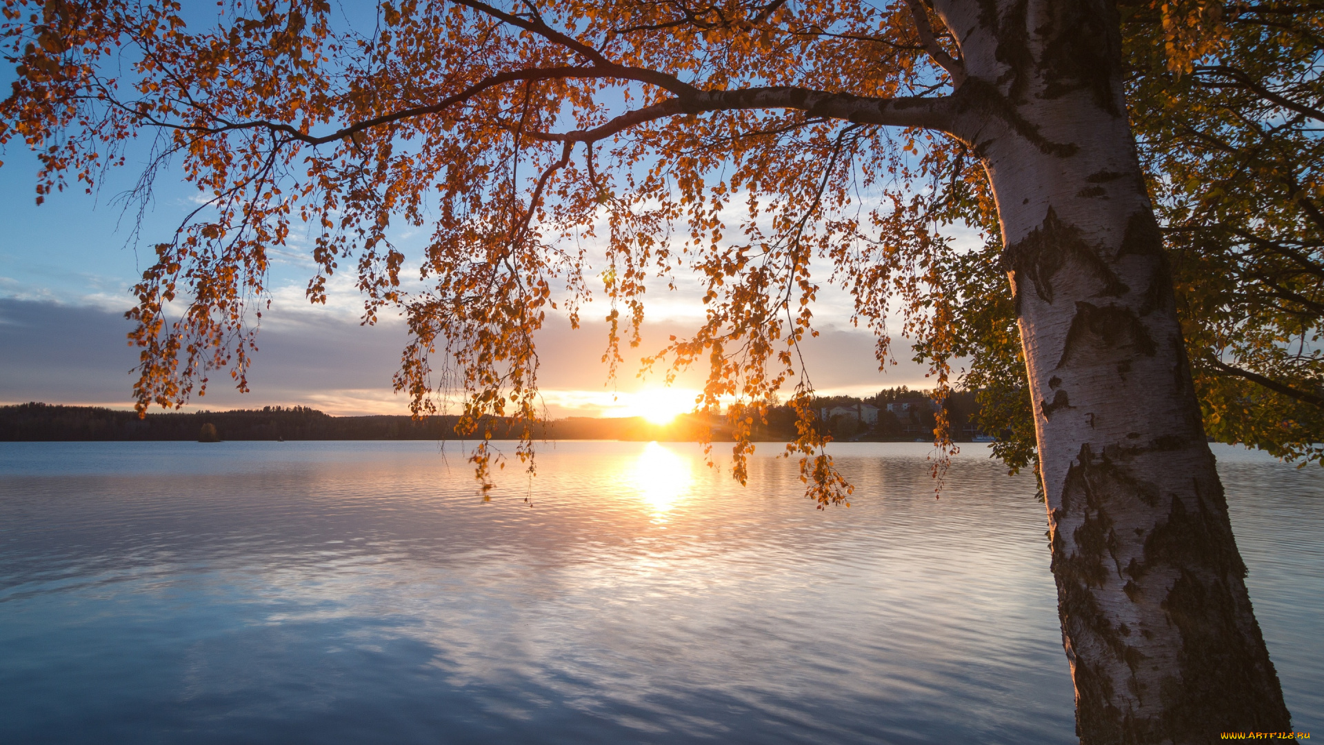 природа, восходы, закаты, lake, saimaa, southern, savonia, дерево, озеро, финляндия, берёза, ветки, сайма, южное, саво, finland, осень, закат