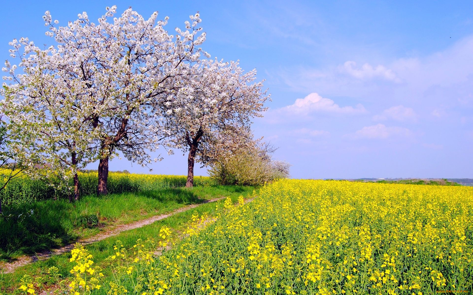 весна цветение дерево поле без смс
