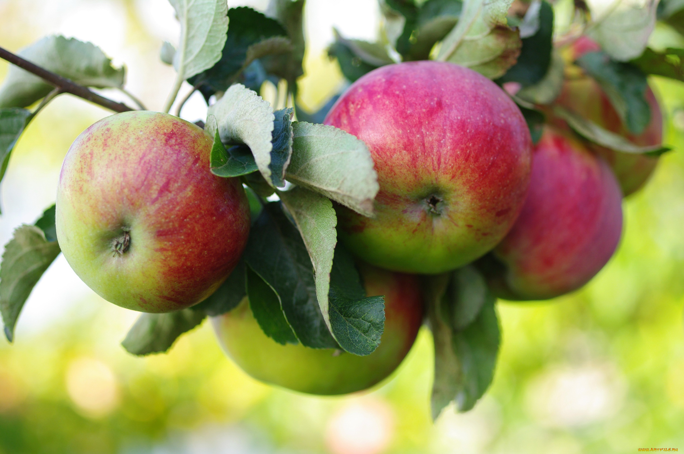 природа, плоды, яблоня, ветка, яблоки