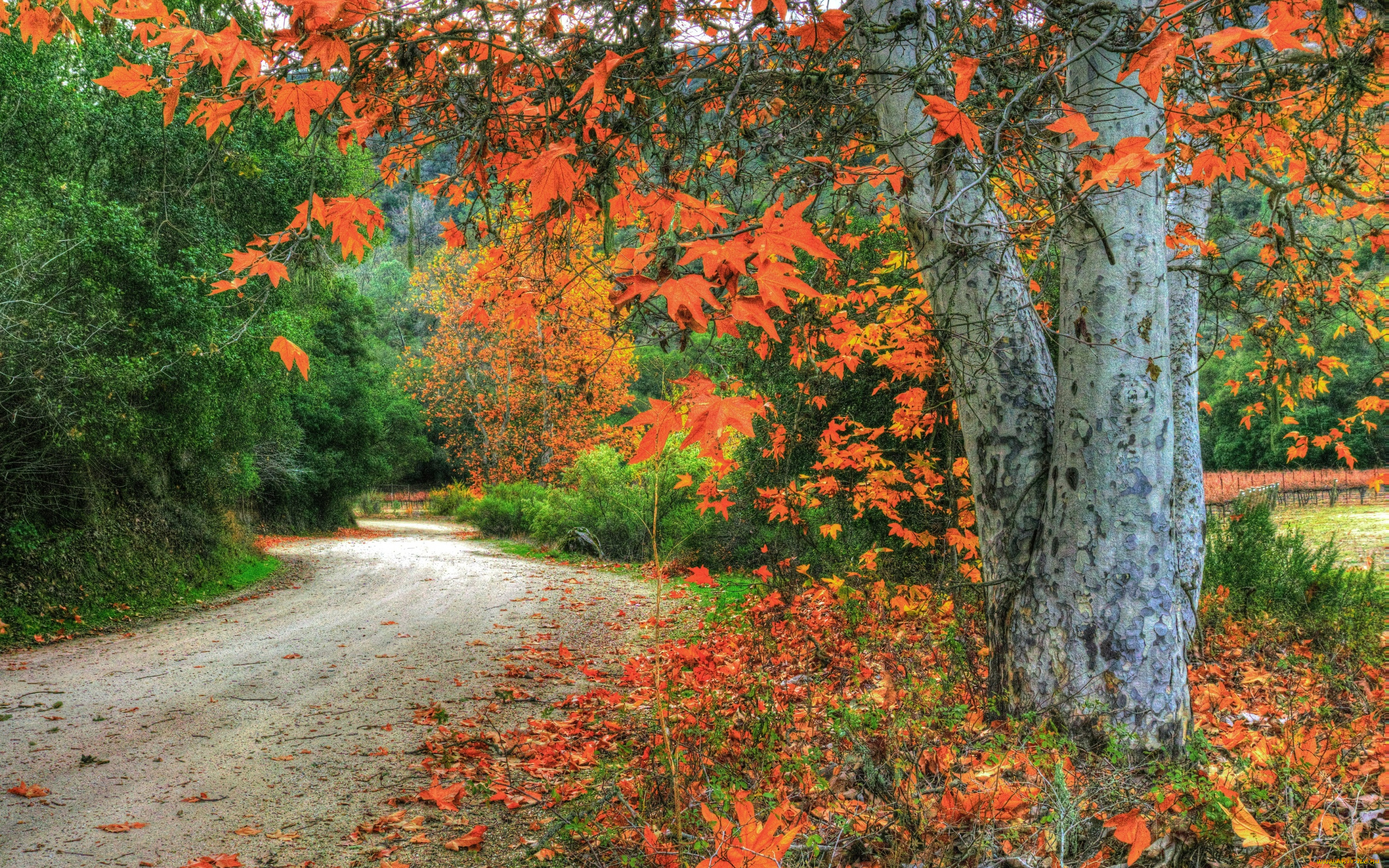 природа, дороги, листья, лес, осень, ветки, деревья, дорога, сша