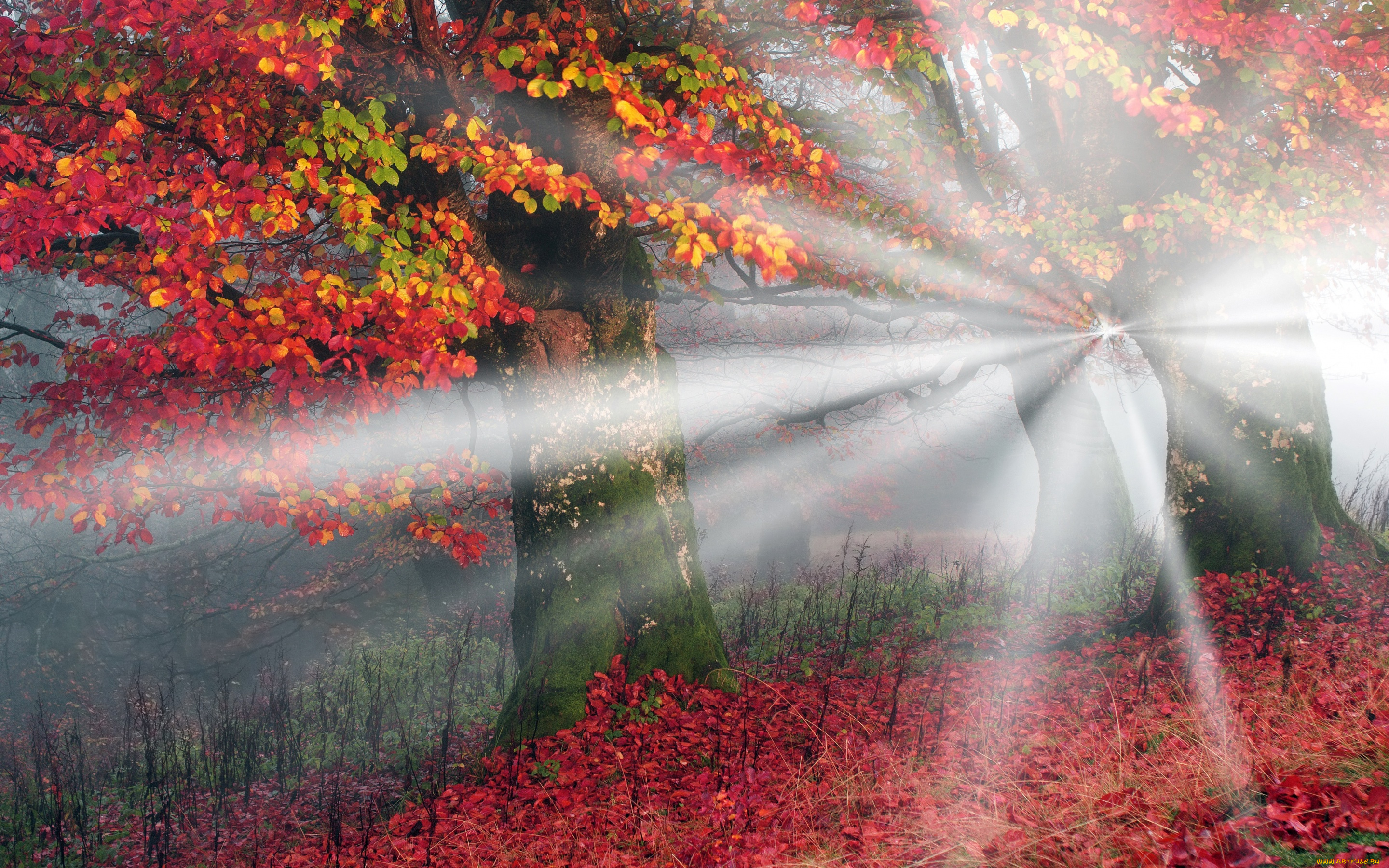 природа, лес, осень, украина, лучи, света, желтые, карпаты, листья, деревья, туман, красные, утро
