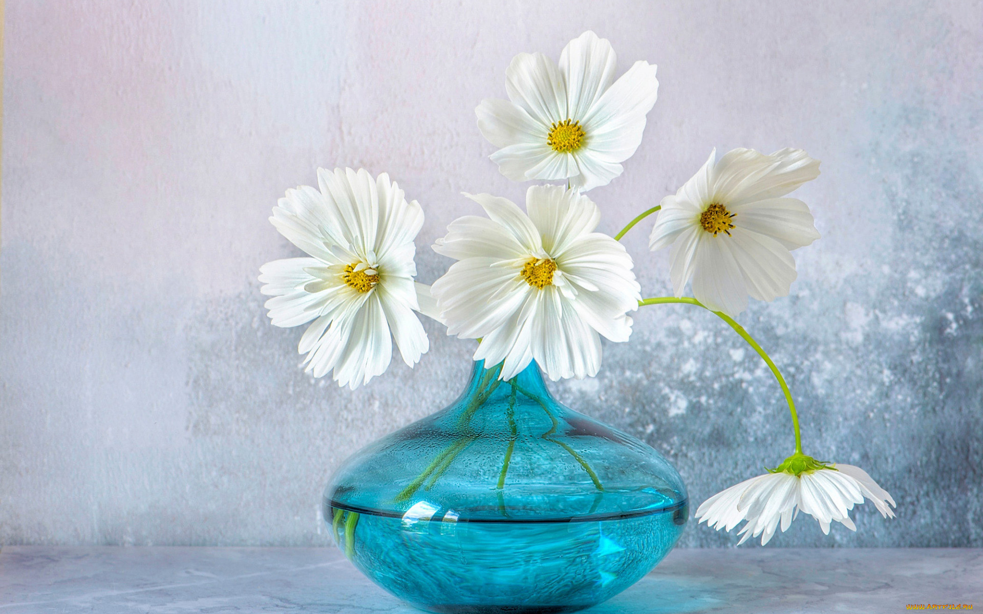 цветы, космея, ваза, белая