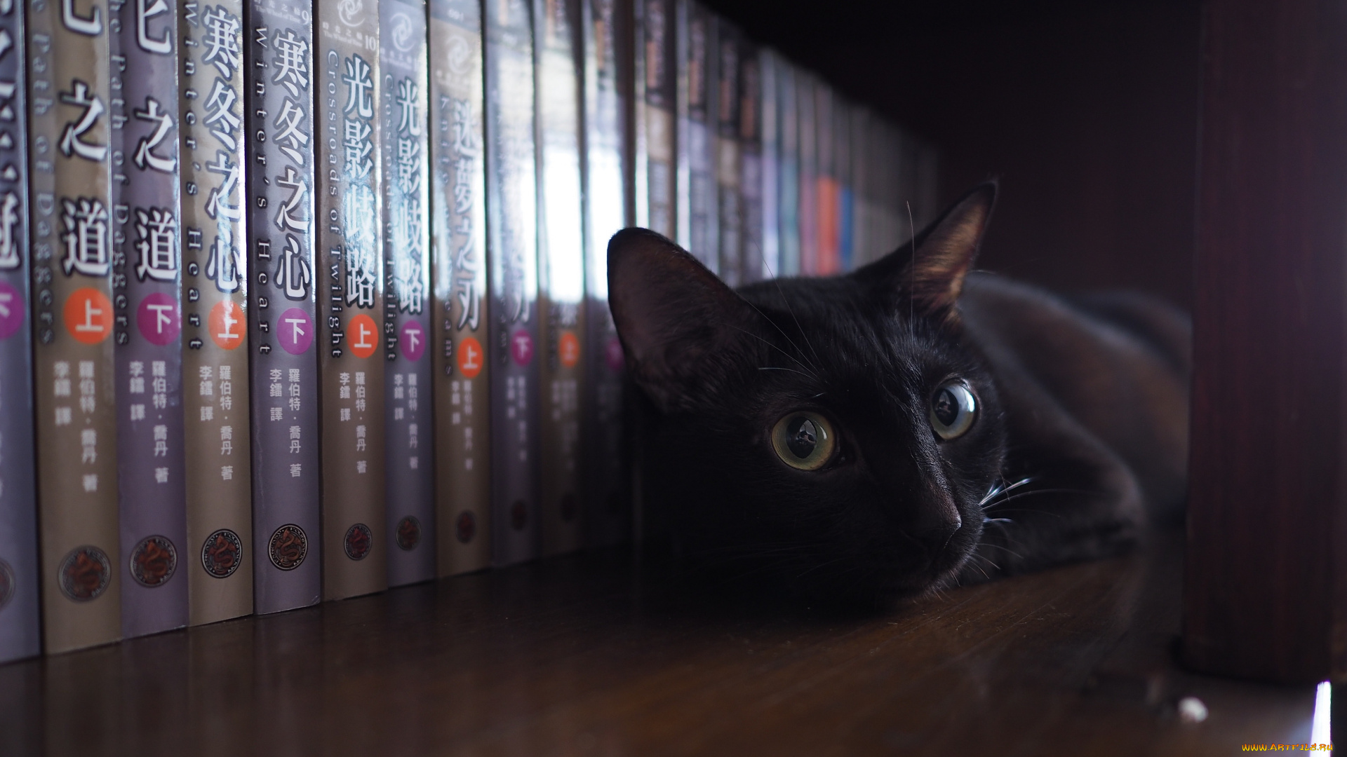 черный, кот, животные, коты, кот, животное, фауна, книги, интерьер